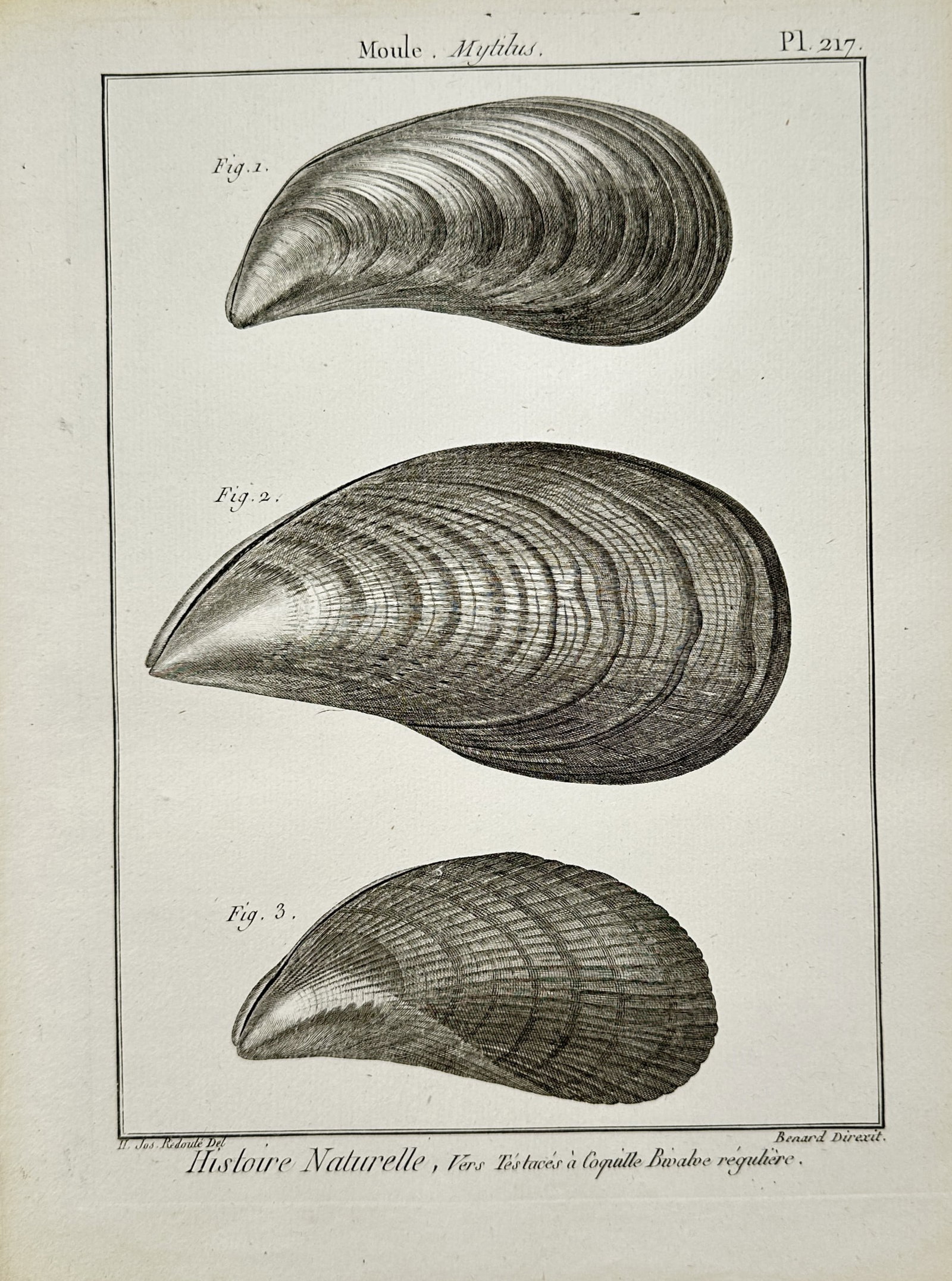 Robert Bénard – Mytilus Mussel Shells – Engraving (18th Century): "Mytilus Mussel Shells" presents a conchological study illustrating three bivalve mussel shells detailing their ribbed exterior textures set within a simple double-line border. The print serves an edu