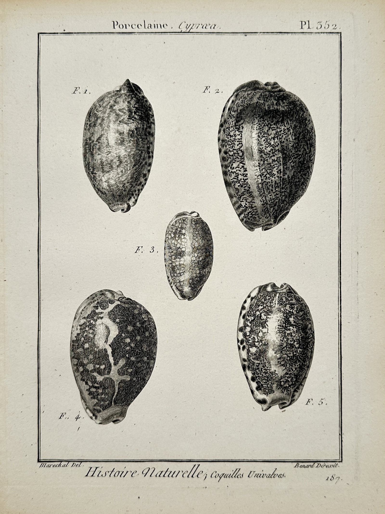 Robert Bénard – Cypraea Cowrie Shells – Engraving (18th Century) (1 of 2)