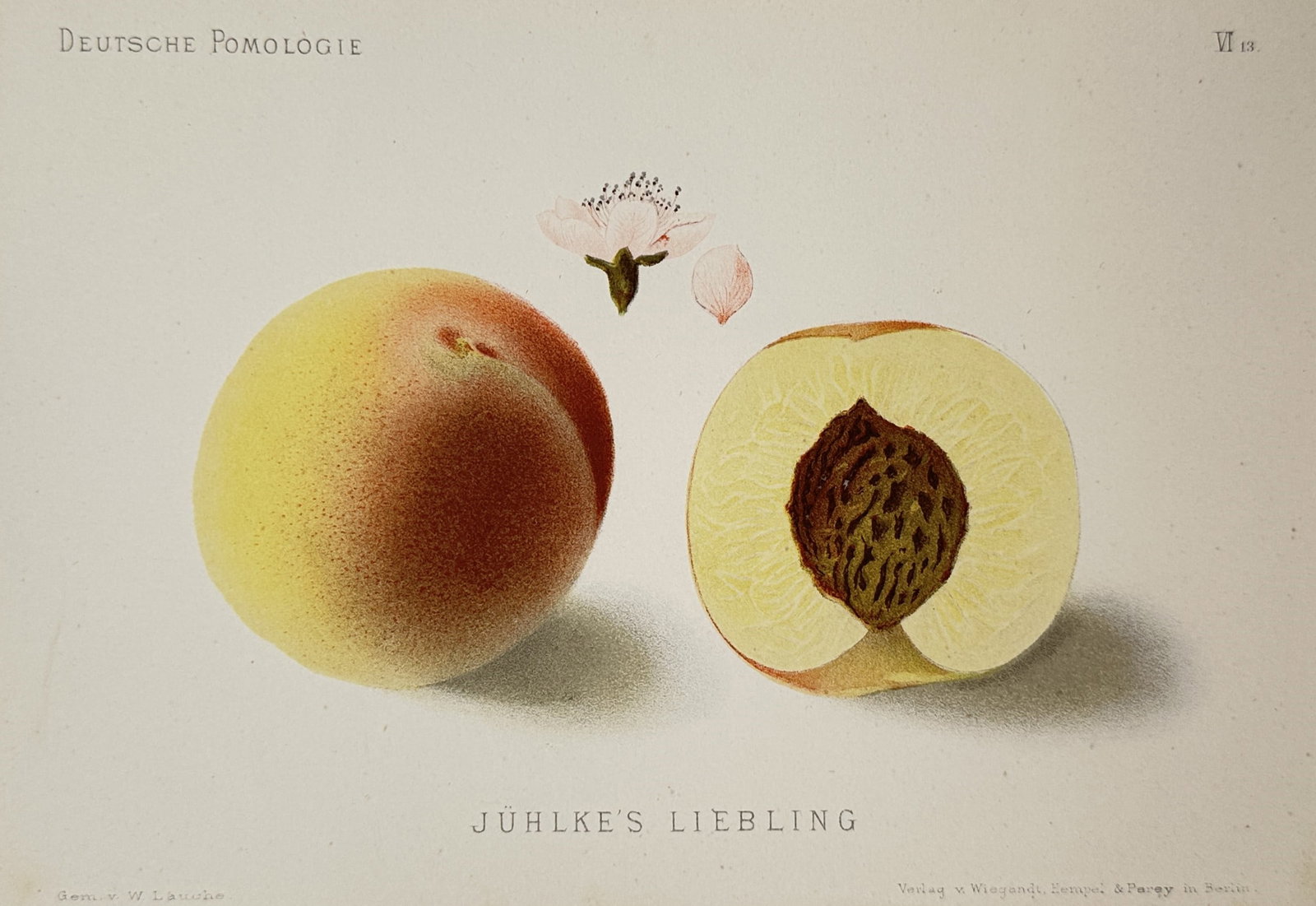 Wilhelm Lauche – Juhlke's Liebling Peach – Lithograph (19th Century): "Juhlke's Liebling Peach" presents a botanical study illustrating a whole ripened peach with blushed skin alongside a halved cross-section revealing the pit and delicate pink blossom details. The prin