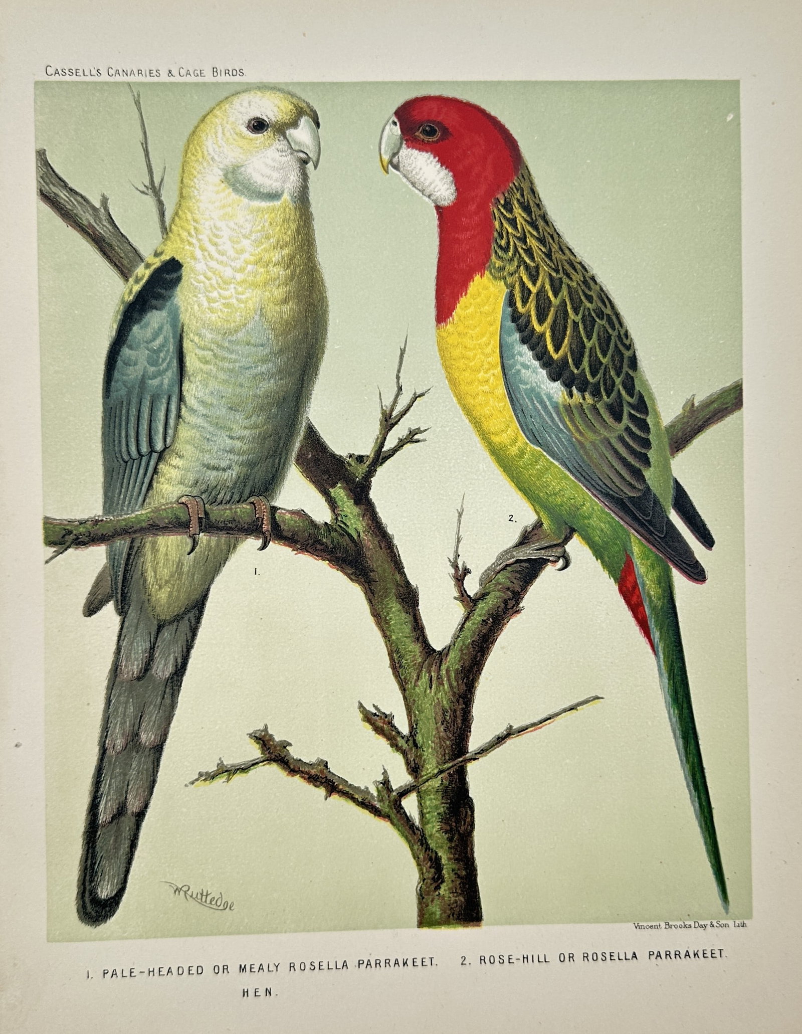 John William Ludlow – Pale-Headed and Eastern Rosella Parrakeets – Lithograph (19th Century) (1 of 2)