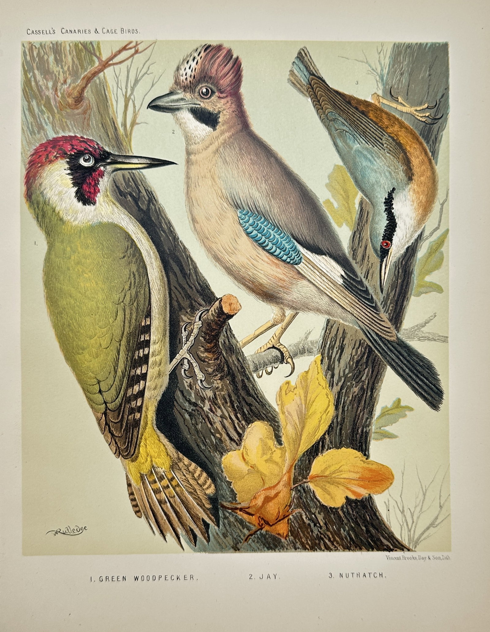 John William Ludlow – Green Woodpecker, Jay, and Nuthatch – Lithograph (19th Century): "Green Woodpecker, Jay, and Nuthatch" presents an ornithological study illustrating three European bird species perched upon a weathered tree trunk with autumn leaves displaying detailed plumage patte