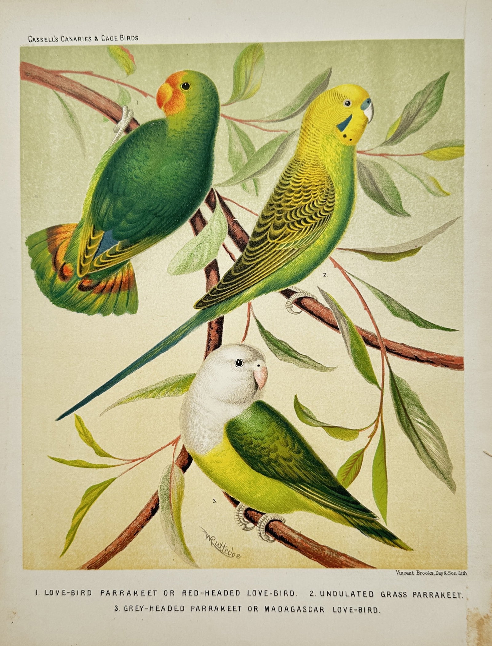 John William Ludlow – Love-Bird Parrakeet, Undulated Grass Parrakeet, Parrakeet – Lithograph (1 of 2)