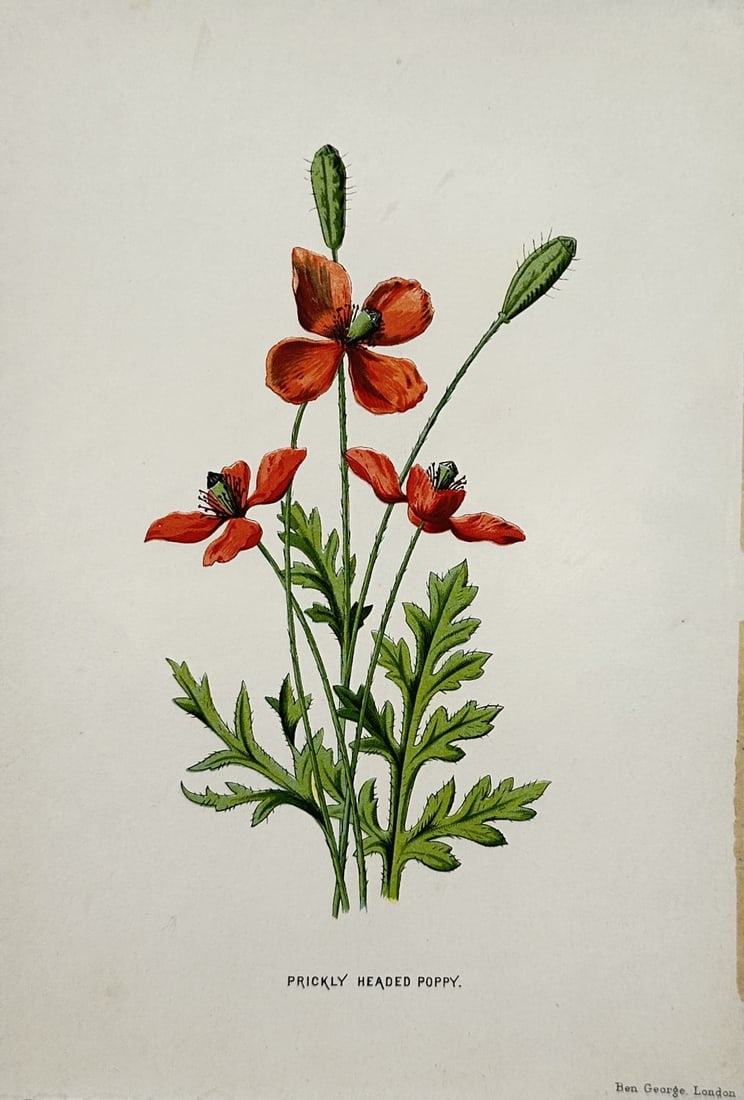 Frederick Edward Hulme – Prickly Headed Poppy – Lithograph (19th Century): "Prickly Headed Poppy" presents a botanical study illustrating vibrant red poppy blooms with delicate green stems, buds, and serrated leaves set against a clean background. The print serves an educati