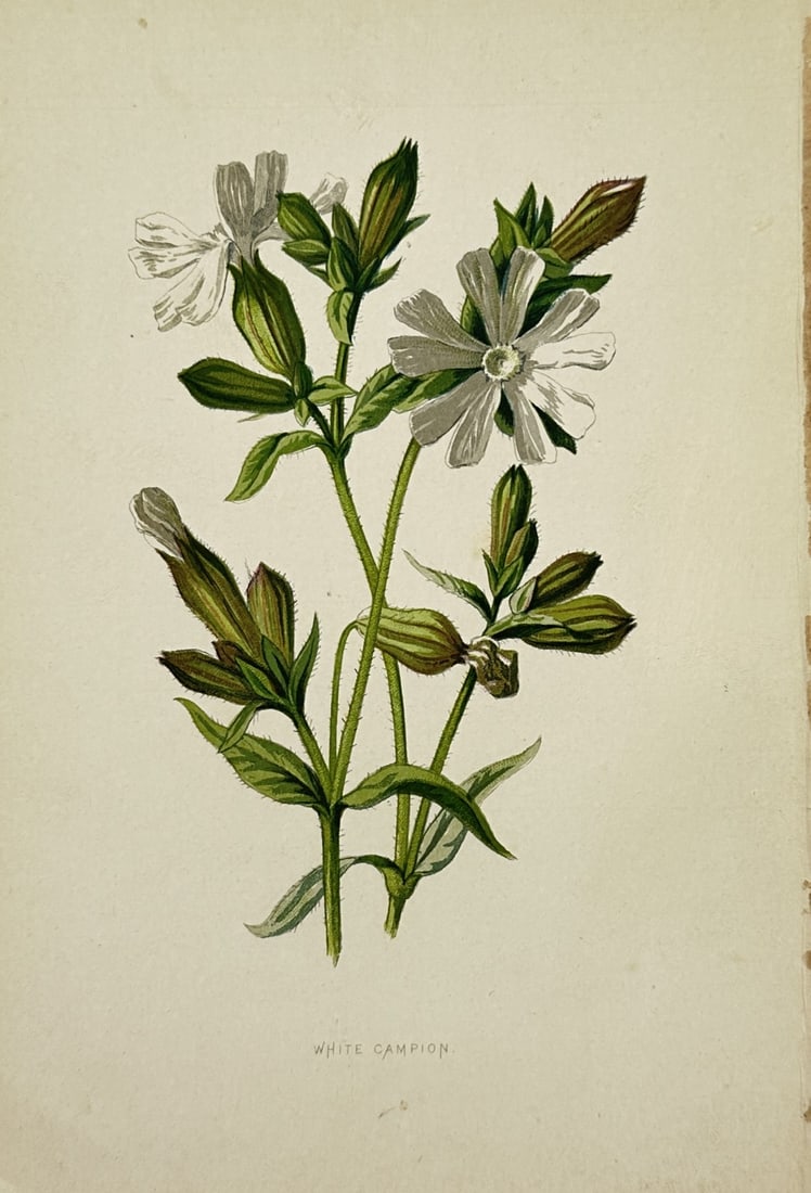 Frederick Edward Hulme – White Campion – Lithograph (19th Century): "White Campion" presents a botanical study illustrating delicate white campion blossoms with green stems, buds, and calyces set against a plain background. The print serves an educational and historic