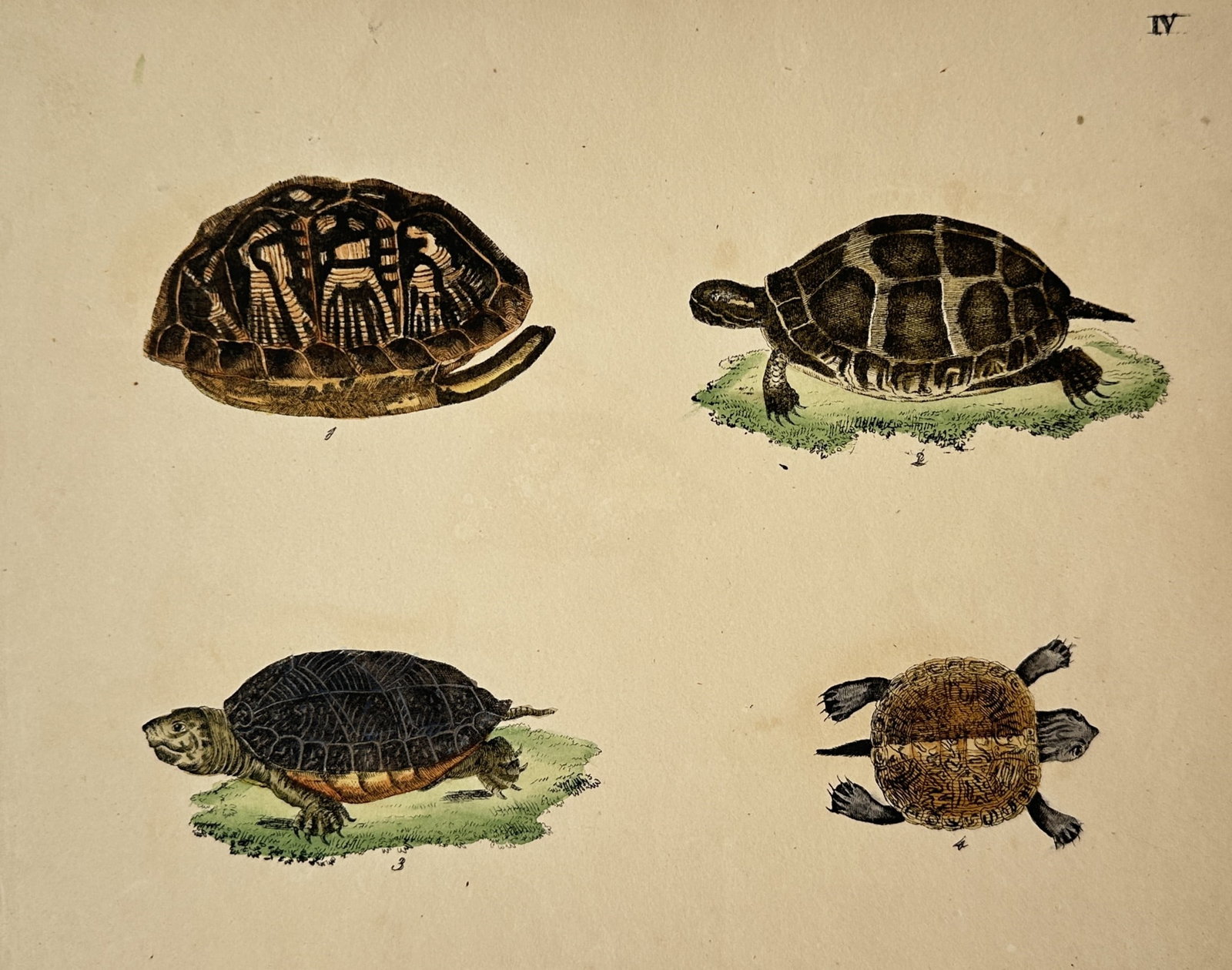 Friedrich Justin Bertuch – Turtles and Tortoises – Engraving (19th Century) (1 of 2)
