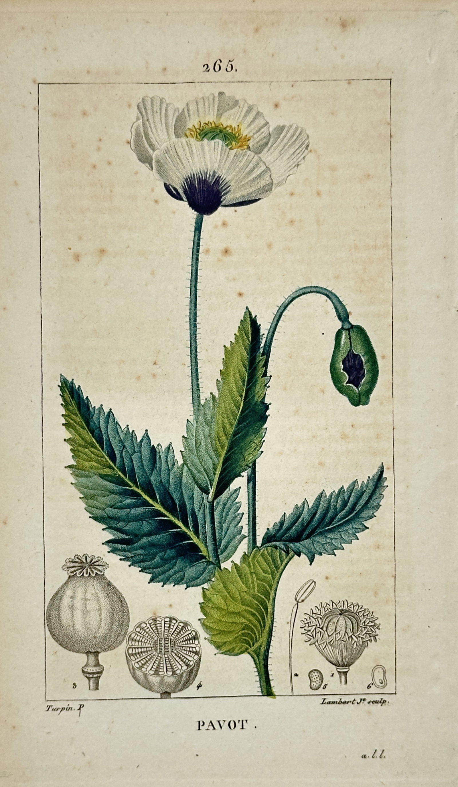 Pierre Jean François Turpin – White Poppy Botanical Study – Engraving (19th Century): "Poppy" presents a botanical study illustrating a blooming white poppy flower with a bud, serrated foliage, and seed capsule structural details. The print serves an educational and historical purpose 
