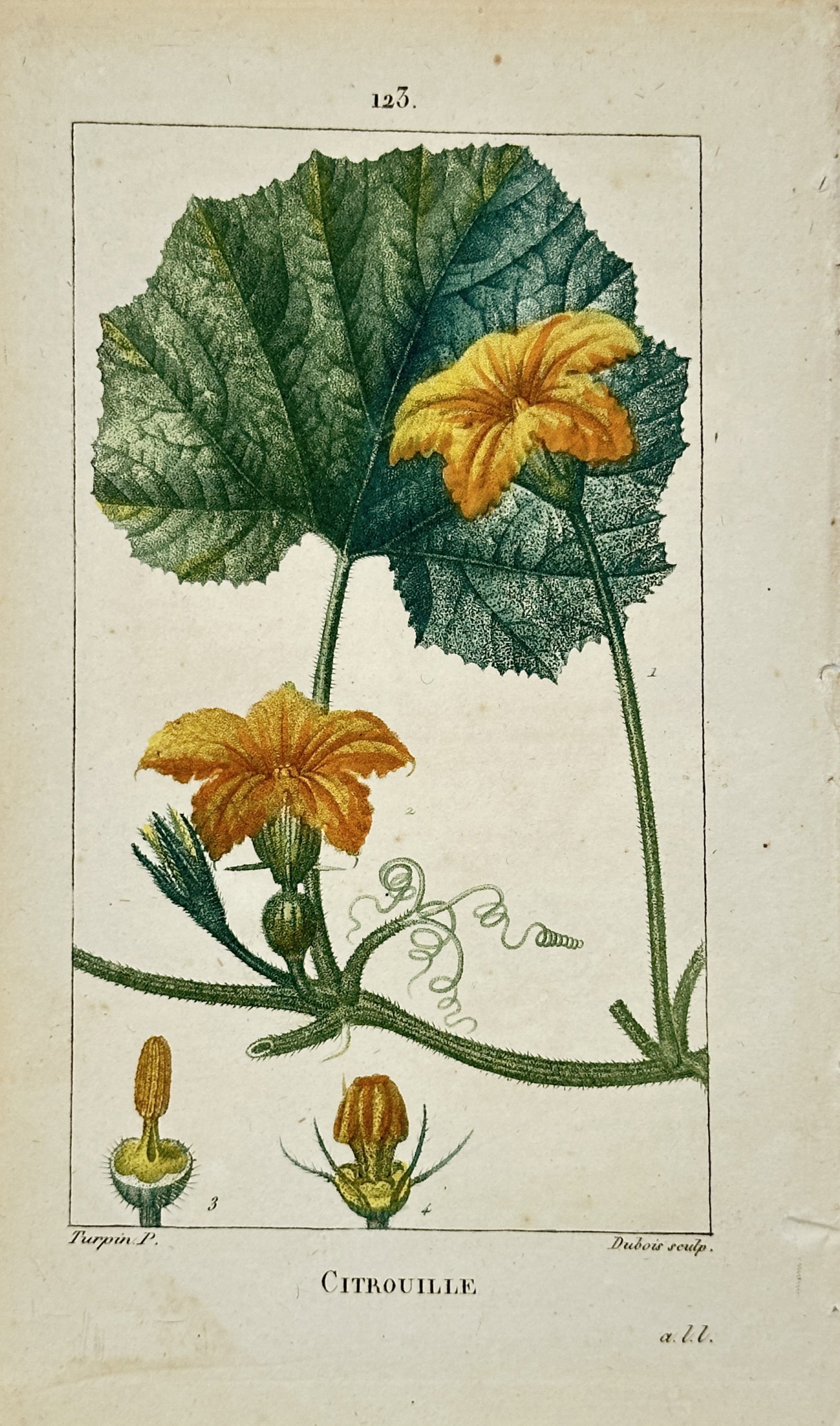 Pierre Jean François Turpin – Pumpkin Botanical Study – Engraving (19th Century): "Citrouille" presents a botanical study illustrating vibrant yellow pumpkin blossoms, broad green lobed leaves, curling tendrils, and detailed floral cross-section structures. The print serves an educ