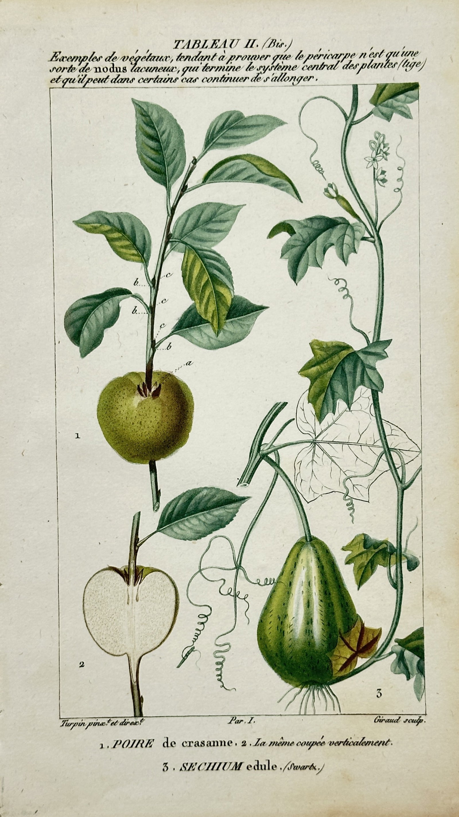 Pierre Jean François Turpin – Crasanne Pear and Chayote Botanical Study – Engraving: "Crasanne Pear and Chayote" presents a botanical study illustrating a fruit-bearing pear branch with a vertical cross-section alongside a vining chayote plant displaying foliage and fruit structure. T