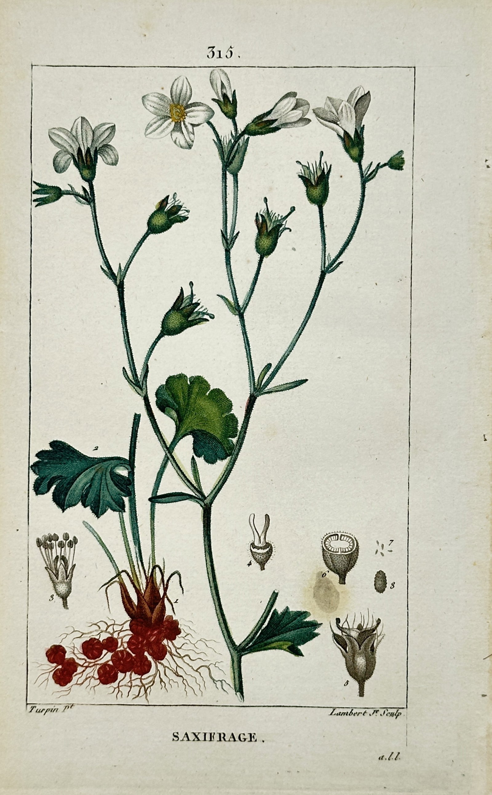 Pierre Jean François Turpin – Saxifrage Botanical Study – Hand-colored engraving (19th Century): "Saxifrage" presents a botanical study illustrating delicate white saxifrage blossoms, slender stems, root systems, and anatomical seed structural details. The print serves an educational and historic