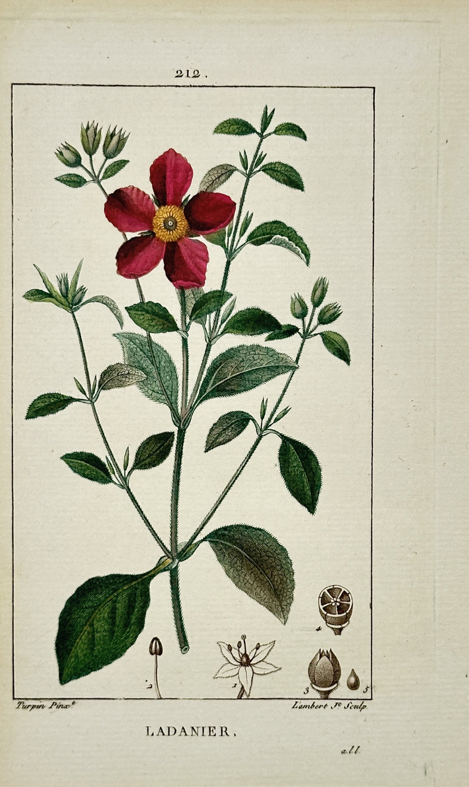 Pierre Jean François Turpin – Rockrose Botanical Study – Hand-colored engraving (19th Century): "Ladanier" presents a botanical study illustrating deep red rockrose blossoms with a yellow center, green stems and foliage, alongside detailed floral and seed anatomical dissections. The print serves