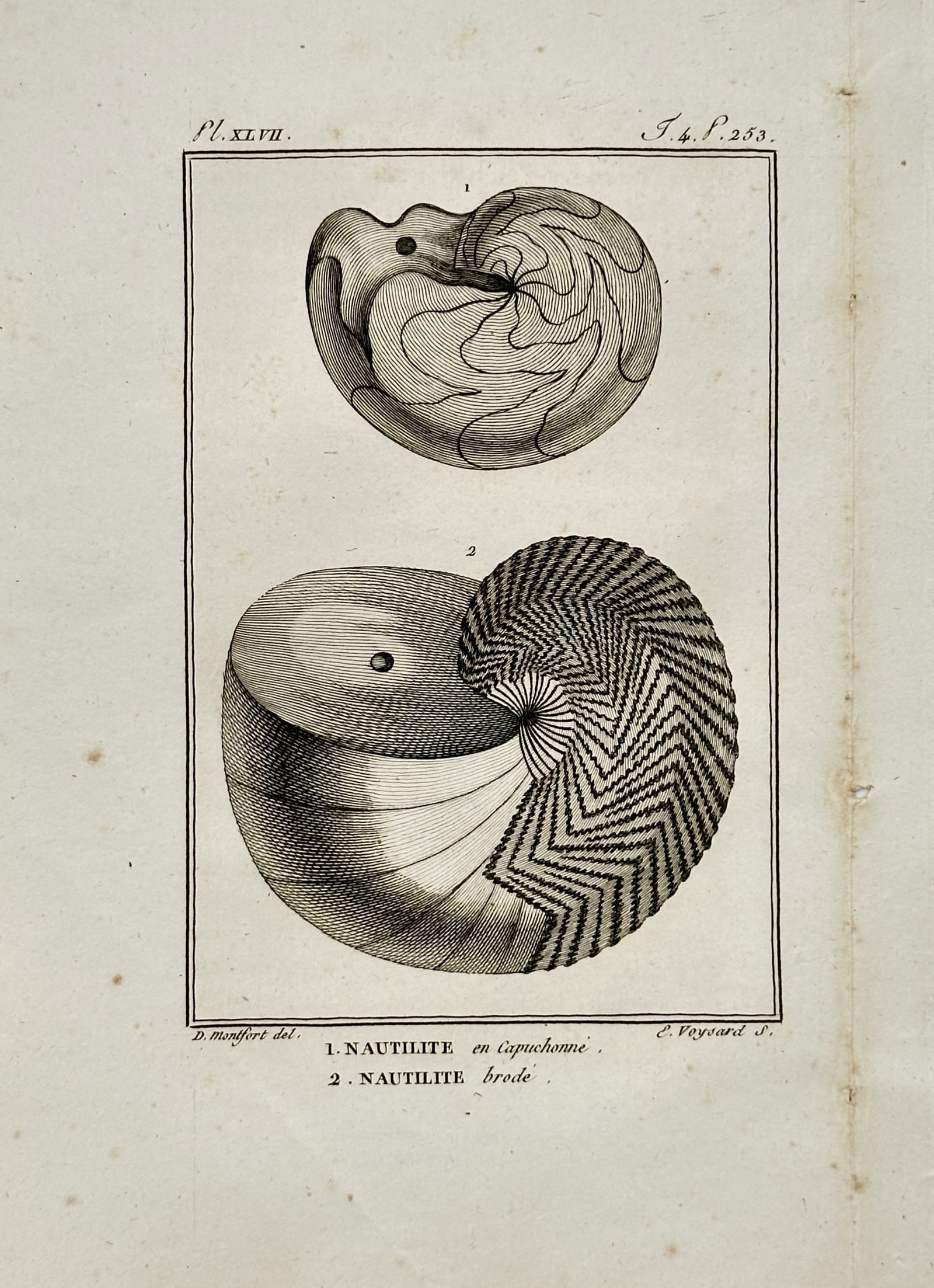 Georges-Louis Leclerc de Buffon – Nautilite Shell Studies – Engraving (18th Century): "Nautilite Shell Studies" presents a conchological study illustrating two fossilized nautilite shell specimens showcasing spiral whorl patterns, growth lines, and detailed surface structures. The prin