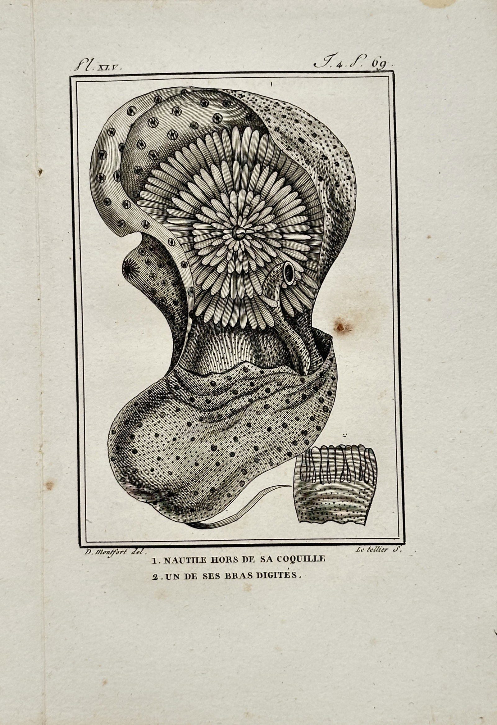Georges-Louis Leclerc de Buffon – Nautilus Out of Its Shell – Engraving (18th Century): "Nautilus Out of Its Shell" presents a malacological study illustrating a soft-bodied nautilus animal removed from its shell alongside a detailed view of its digitated tentacular arms. The print serve