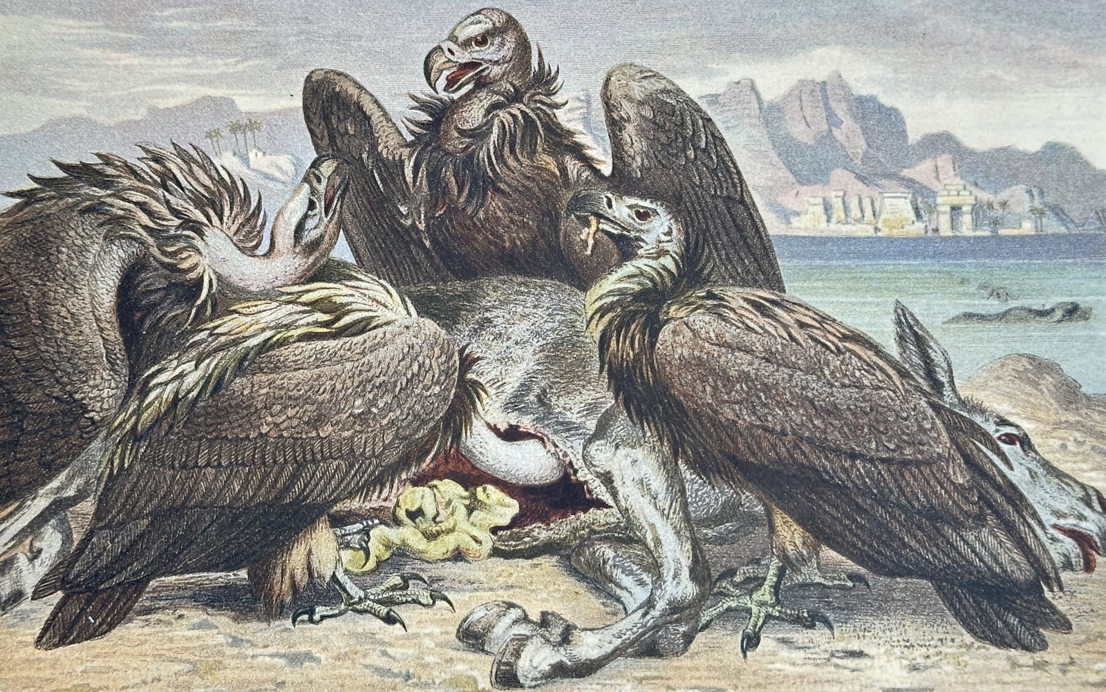 Alfred Edmund Brehm – African Vultures – Lithograph (19th Century): "Afrikanische Geier" presents an ornithological study illustrating several vultures gathered around animal remains in a desert landscape with ancient ruins and mountains in the background. The print s