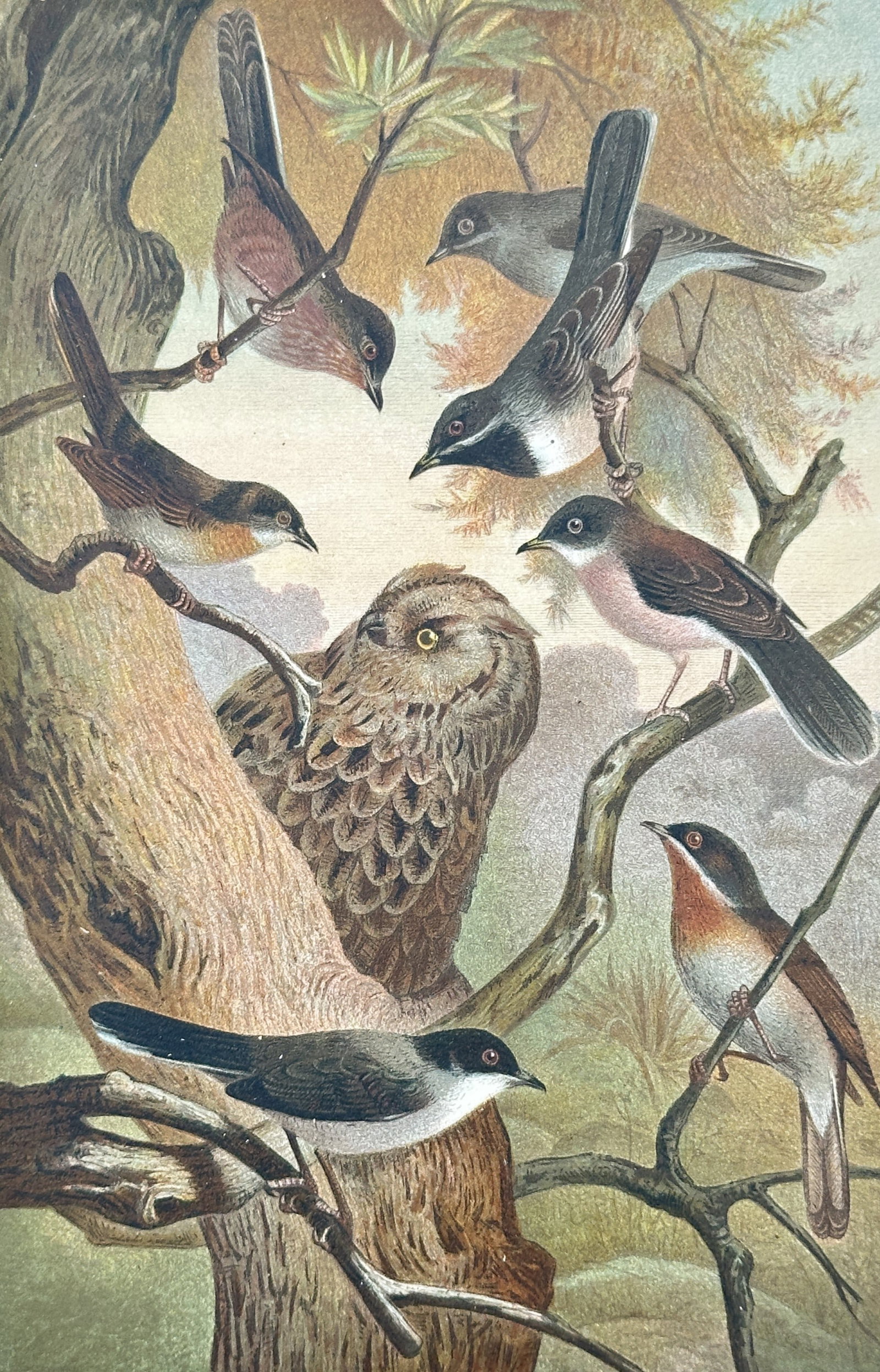 Alfred Edmund Brehm – Southern European Warblers – Lithograph (19th Century): "Südeuropäische Grasmücken" presents an ornithological study illustrating various species of Southern European warblers perched on tree branches alongside an owl amidst woodland foliage. The print 