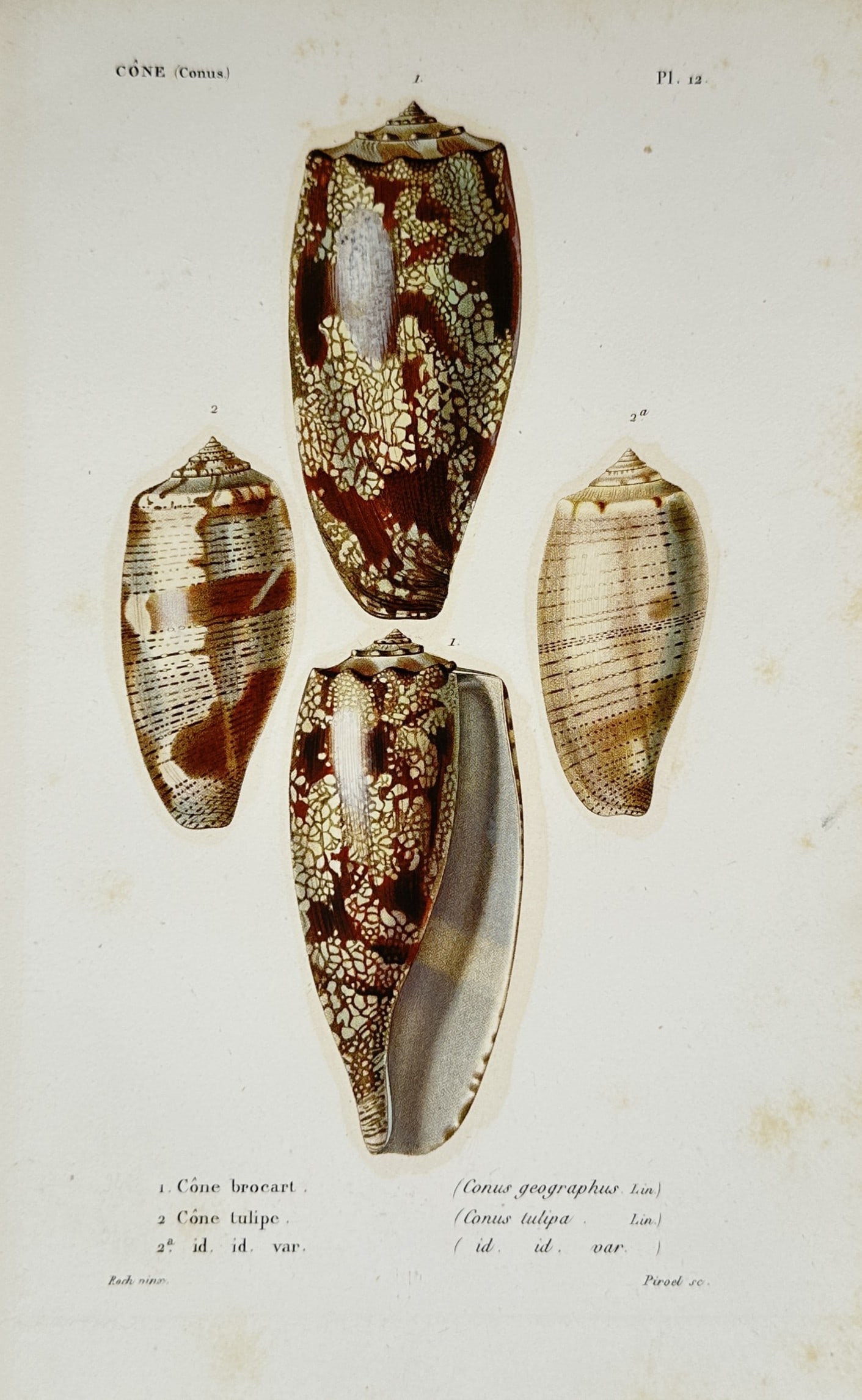 Jean-Baptiste Bailliere – Cone Shell Studies – Lithograph (19th Century) (1 of 2)