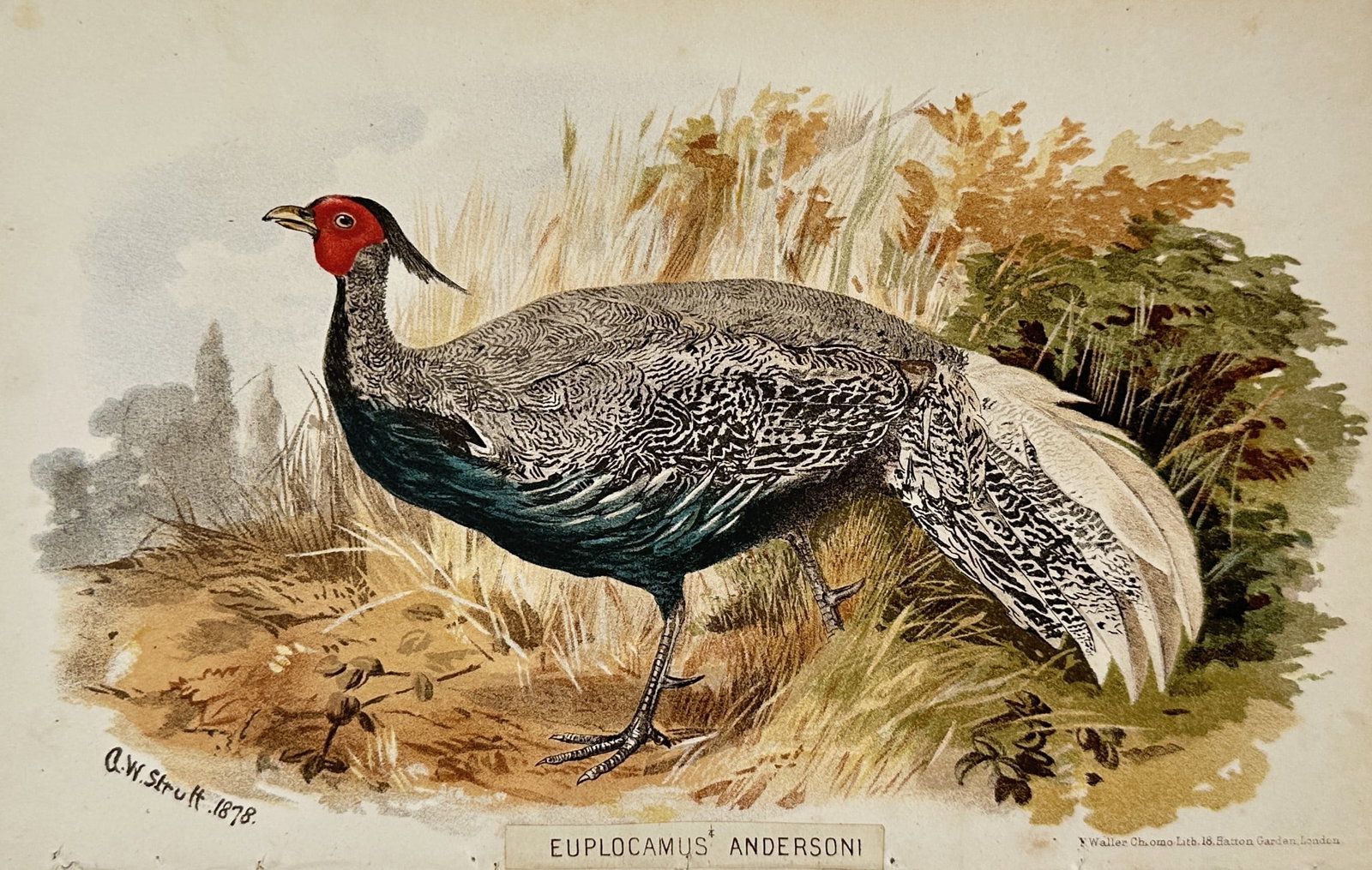 Alfred William Strutt – Anderson's Pheasant Study – Lithograph (19th Century): "Euplocamus Andersoni" presents an ornithological study illustrating a silver pheasant standing in a grassy landscape with detailed plumage patterns and vibrant facial wattles. The print serves an edu
