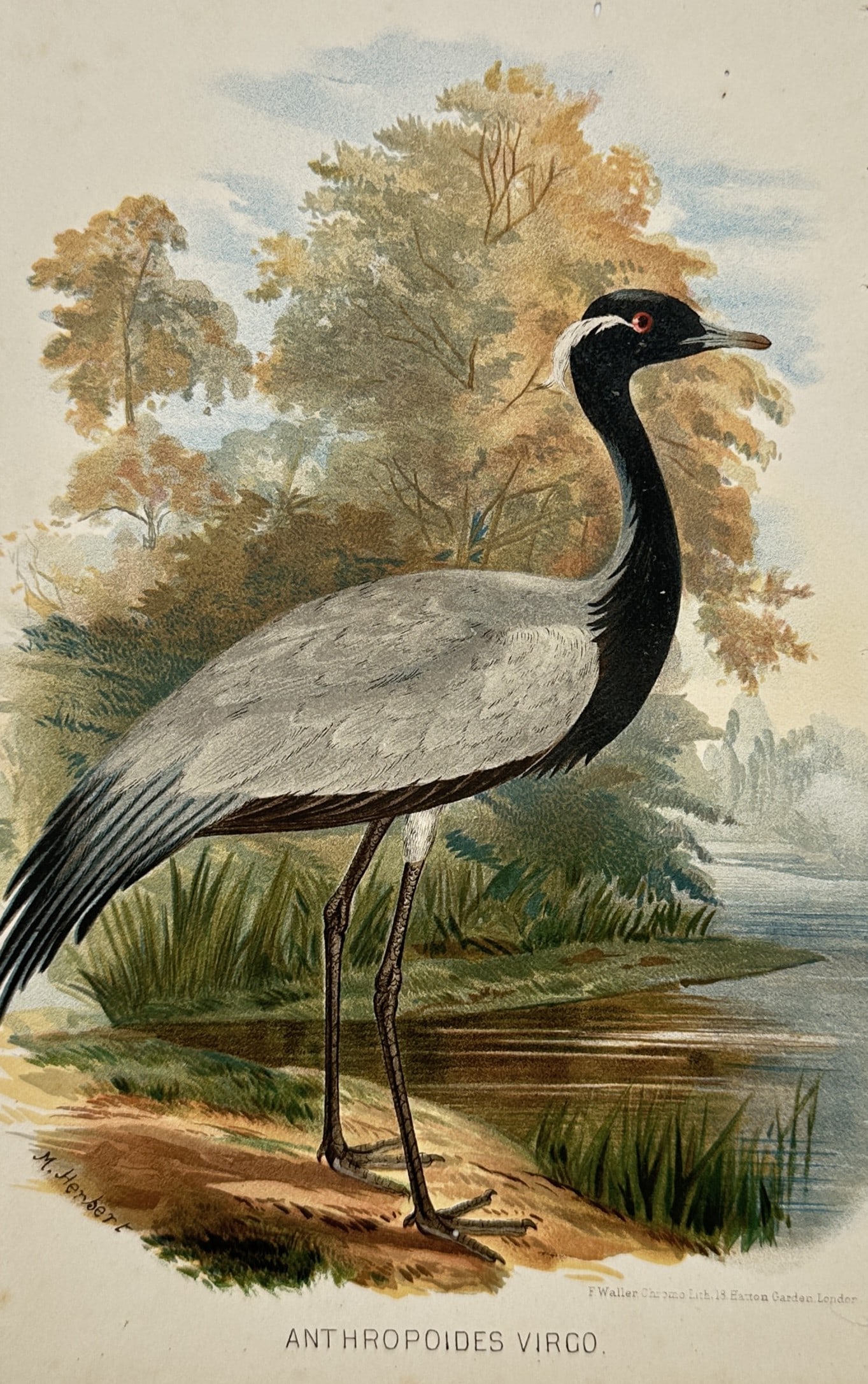 Mary Herbert – Demoiselle Crane Study – Lithograph (19th Century): "Anthropoides Virgo" presents an ornithological study illustrating a demoiselle crane standing along a riverbank surrounded by lush foliage and trees. The print serves an educational and historical pu