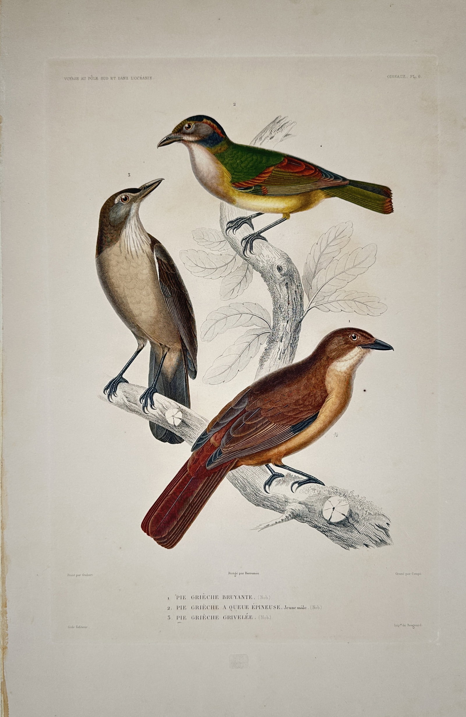 Casimir Gide – Shrike Bird Studies – Lithograph (19th Century): "Pie-Grièche" presents an ornithological study illustrating three shrike species perched on leafy branches displaying their colorful plumage and distinct beak structures. The print serves an educatio