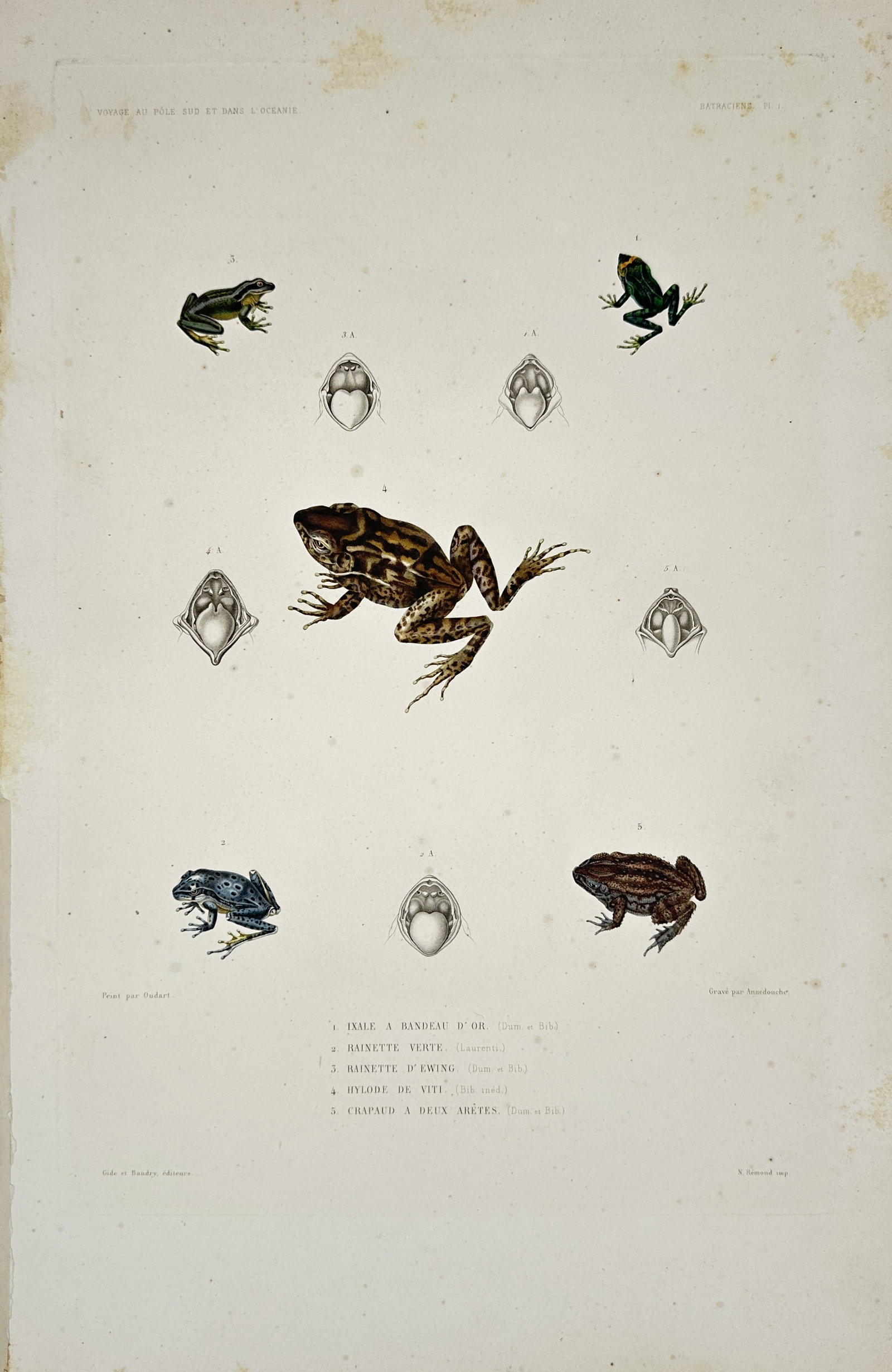 Casimir Gide – Frog and Toad Studies – Lithograph (19th Century): "Batraciens" presents a herpetological study illustrating several species of frogs and toads alongside anatomical diagrams of their mouth structures against a plain background. The print serves an edu