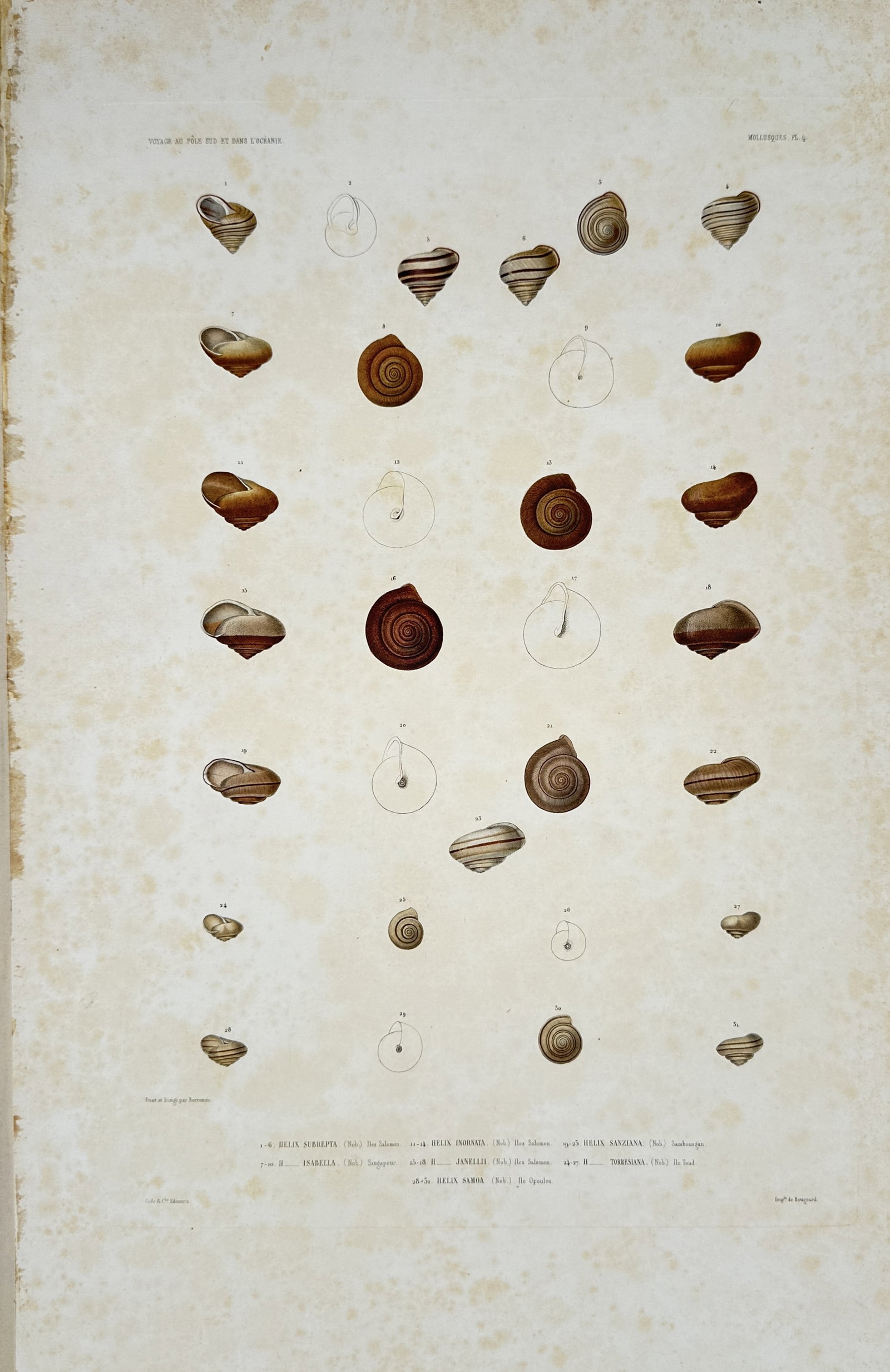 Casimir Gide – Land Snail Shell Studies – Lithograph (19th Century): "Mollusques" presents a conchological study illustrating various species of land snail shells displaying their spiral whorls, band patterns, and anatomical contours against a plain background. The pri