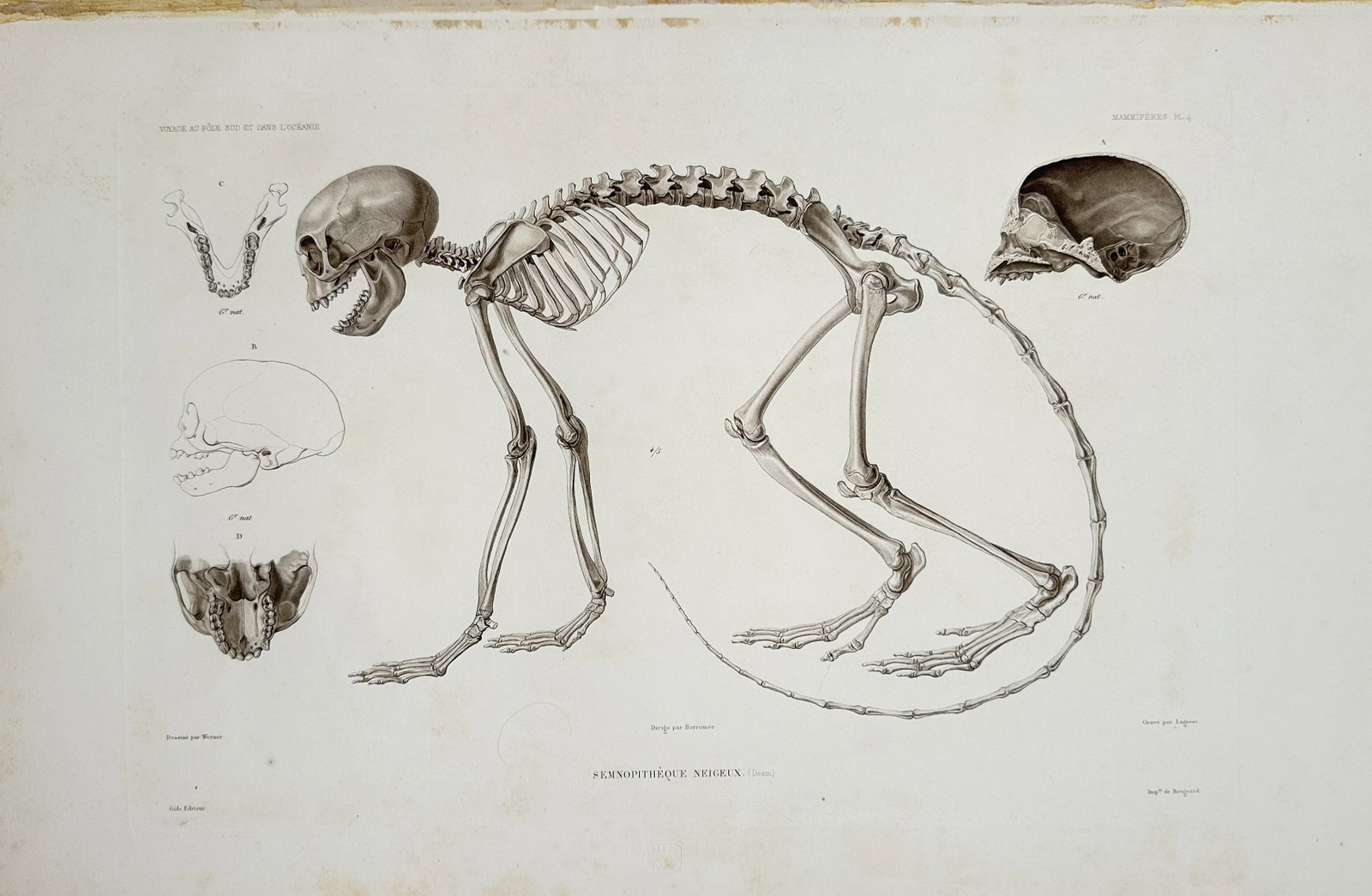 Casimir Gide – Langur Monkey Skeleton Study – Lithograph (19th Century): "Semnopithèque Neigeux" presents an osteological study illustrating the complete skeletal frame and cranial anatomy of a langur monkey against a plain background. The print serves an educational and 