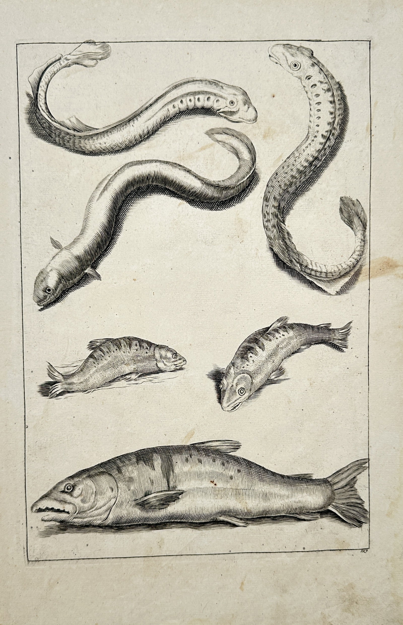 Frederick de Wit – Eel and Fish Studies – Engraving (17th Century): "Eel and Fish Studies" presents an ichthyological study illustrating several species of eels and fish showcasing their elongated bodies, fin structures, and scales against a plain background. The prin