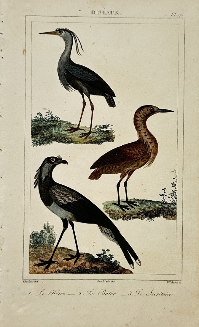 Georges-Louis Leclerc, Comte de Buffon – Wading and Predatory Bird Studies – Engraving: "Oiseaux" presents an ornithological study illustrating three wading and predatory bird species standing on grassy mounds against a plain background. The print serves an educational and historical pur