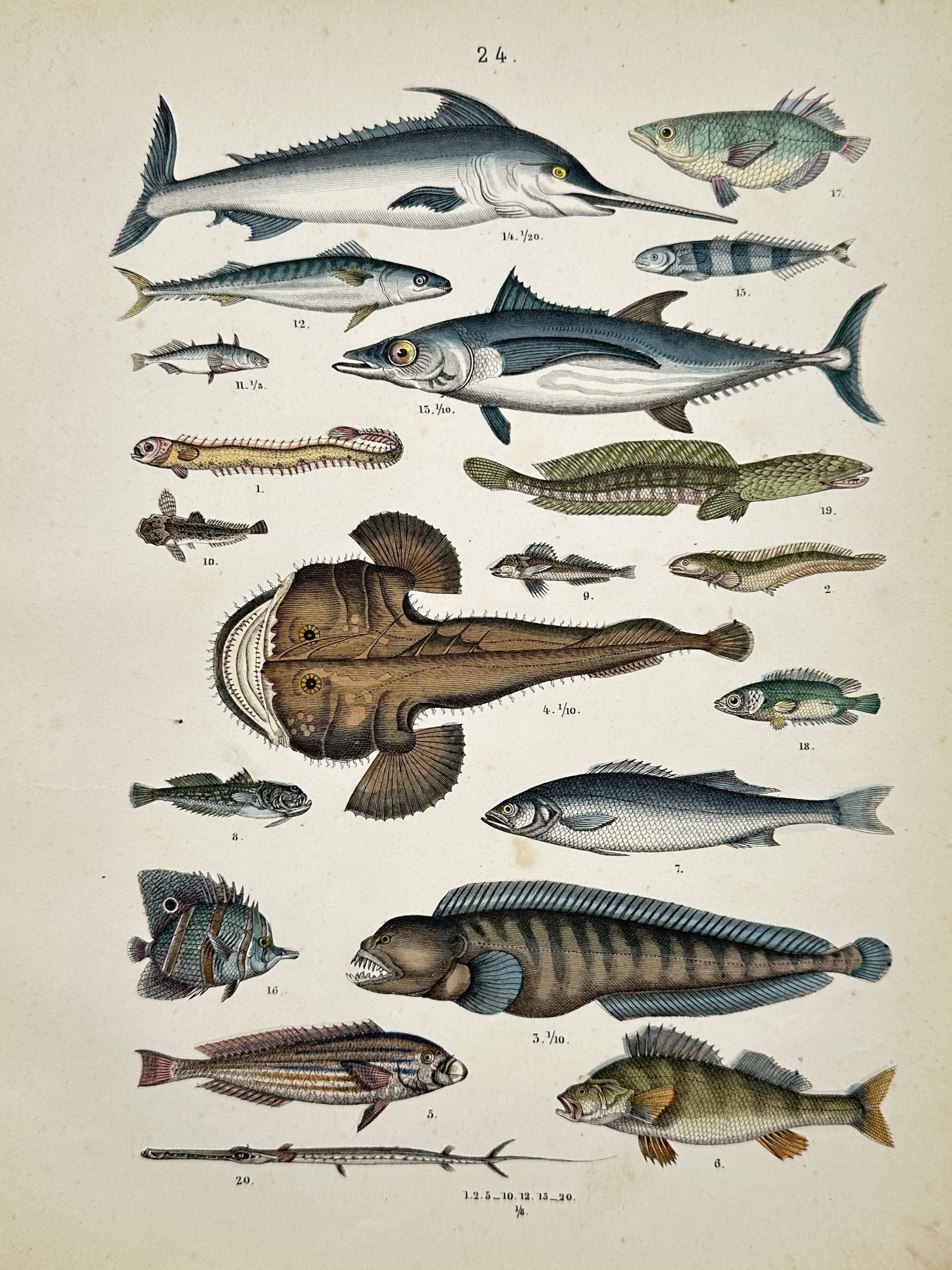 Traugott Bromme – Fish Species Studies – Engraving (19th Century) (1 of 2)