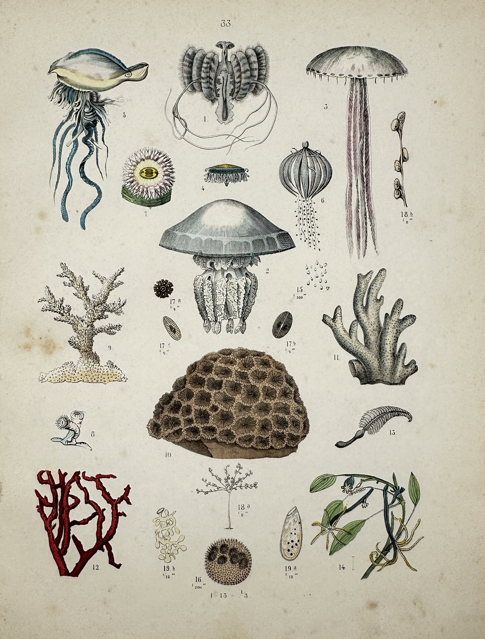 Traugott Bromme – Jellyfish, Coral, and Marine Invertebrates – Engraving (19th Century): "Jellyfish, Coral, and Marine Invertebrates" presents a marine biology study illustrating various jellyfish species, stony corals, gorgonians, and aquatic microorganisms against a plain background. Th