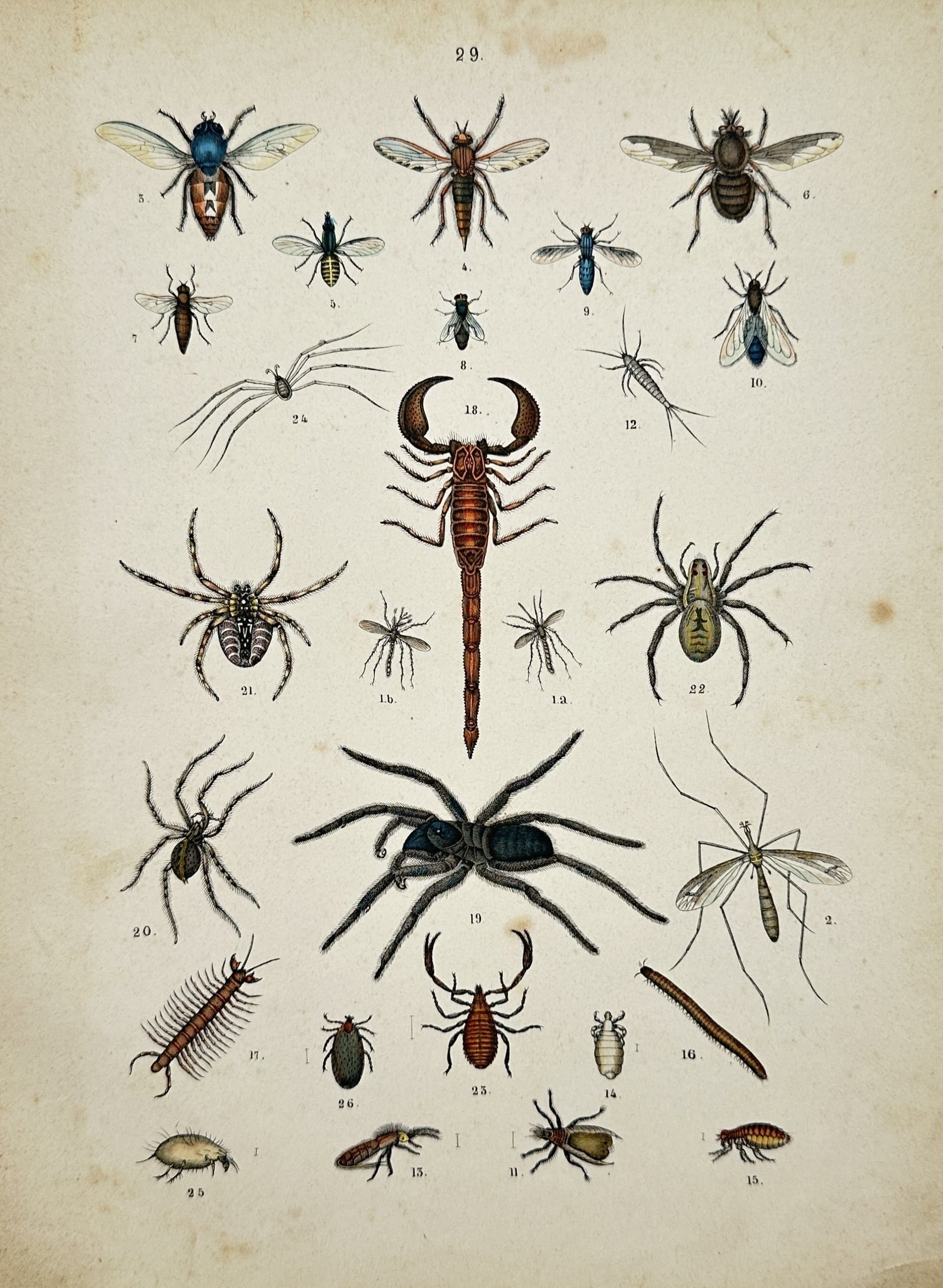 Traugott Bromme – Arachnid, Insect, and Myriapod Studies – Engraving (19th Century): "Arachnid, Insect, and Myriapod Studies" presents an entomological and arachnological study illustrating various species of spiders, scorpions, flies, centipedes, and other terrestrial arthropods agai