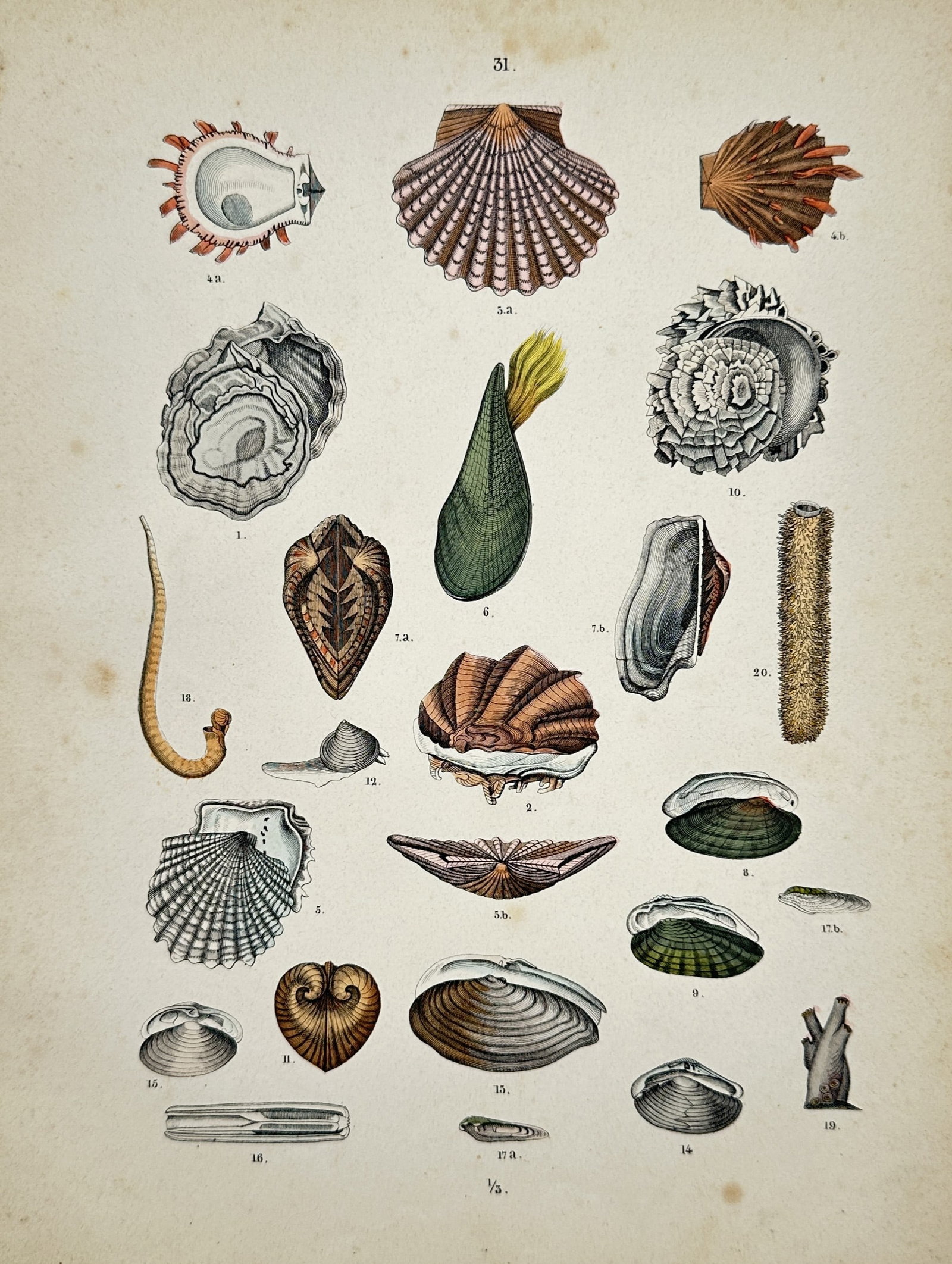 Traugott Bromme – Bivalve and Shellfish Studies – Engraving (19th Century) (1 of 2)