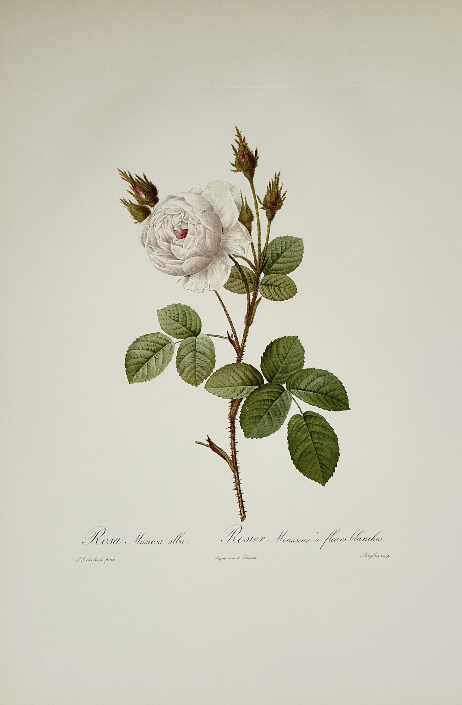 Pierre-Joseph Redouté,after – Common Bengal Rose Botanical Study – Offset print (20th Century) (1 of 2)