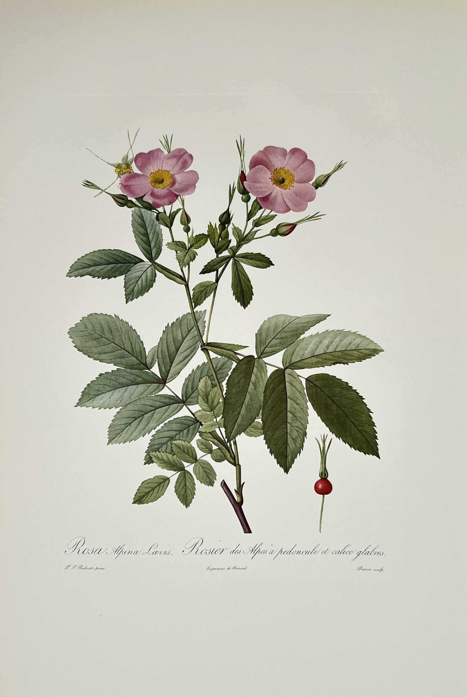 Pierre-Joseph Redouté,after – Alpine Rose Botanical Study – Offset print (20th Century): "Alpine Rose" presents a botanical study illustrating a flowering branch of the Alpine rose with single pink blooms, buds, a red rosehip, and green leaves set against a plain background. The print ser