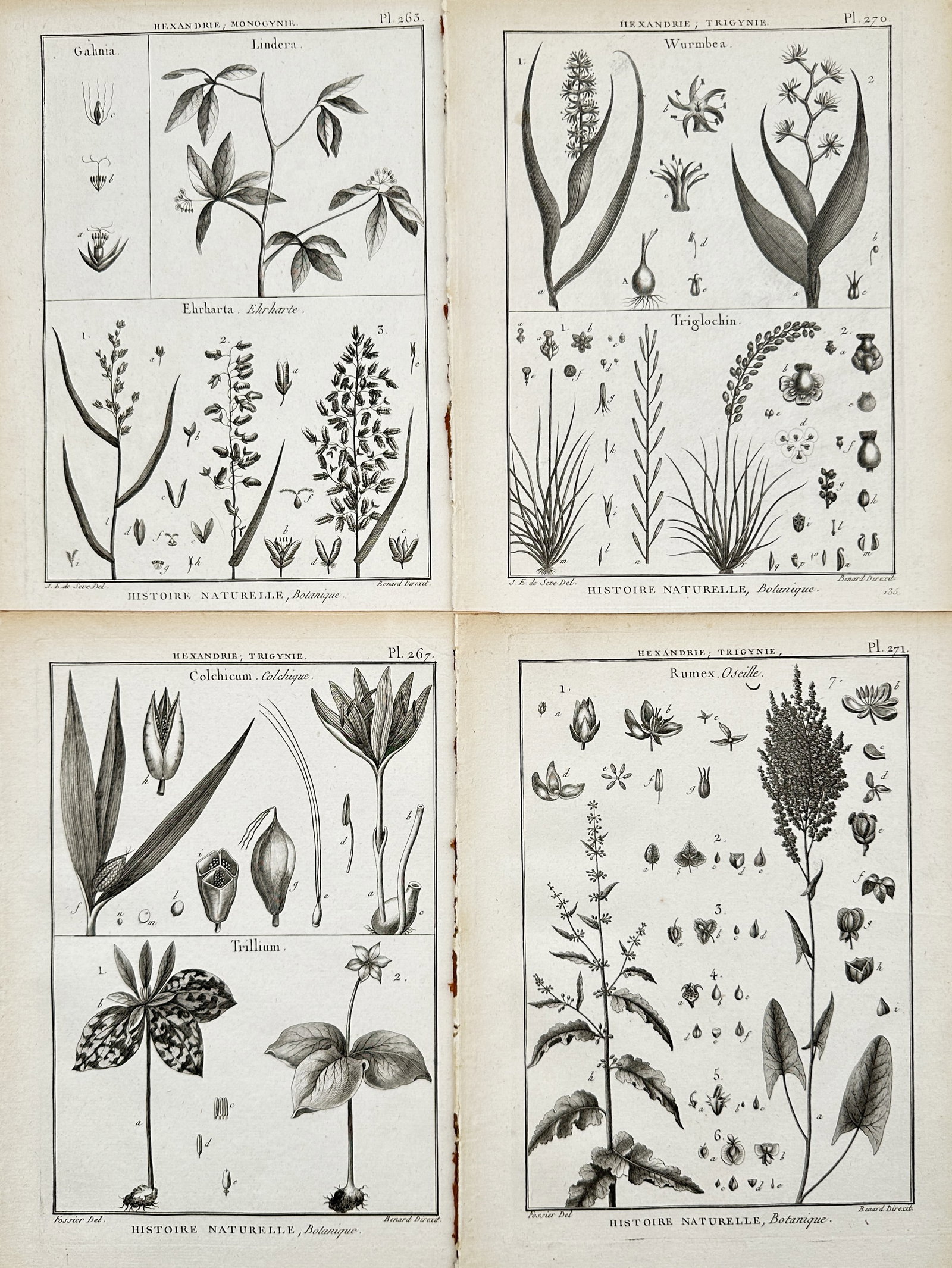 Robert Benard – Set of 4: Monocotyledonous Botanical Varieties – Engravings (18th Century): "Histoire Naturelle, Botanique" This set of four engravings presents a detailed botanical study of various monocotyledonous plants, highlighting their floral structures, foliage, and root systems for 