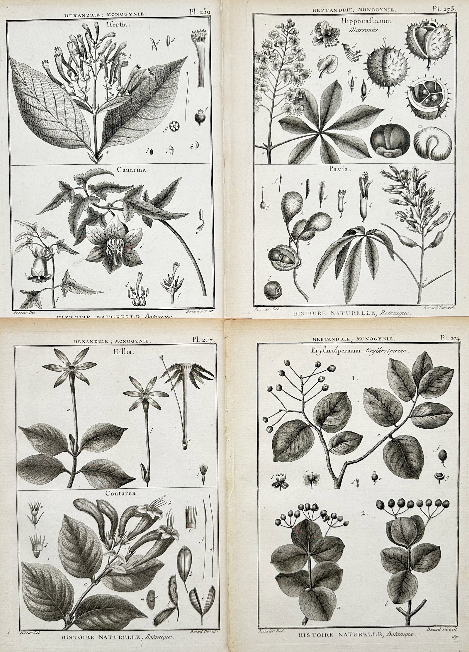Robert Benard – Set of 4: Horse Chestnut and Tropical Botanical Specimens – Engravings: "Histoire Naturelle, Botanique" This set of four engravings highlights a selection of woody plants and flowering trees, showcasing their seed husks, clustered blossoms, and compound leaf structures. T