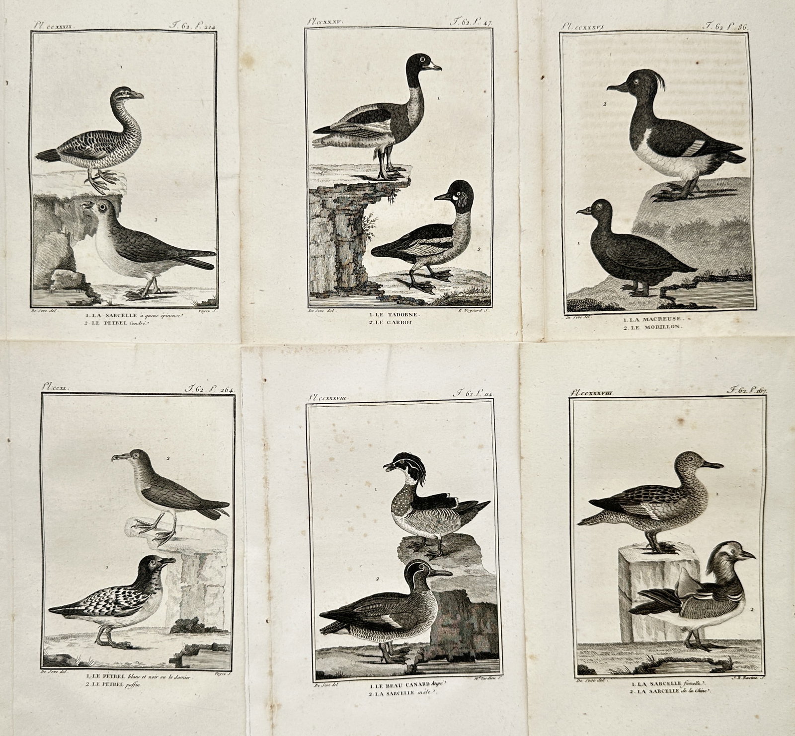 Georges-Louis Leclerc de Buffon – Set of 6: Diverse Waterfowl and Aquatic Bird Studies –: "Histoire Naturelle" This set of six engravings illustrates various species of waterfowl and coastal birds perched near rocky coastlines and calm waters to showcase their distinct plumage patterns, be