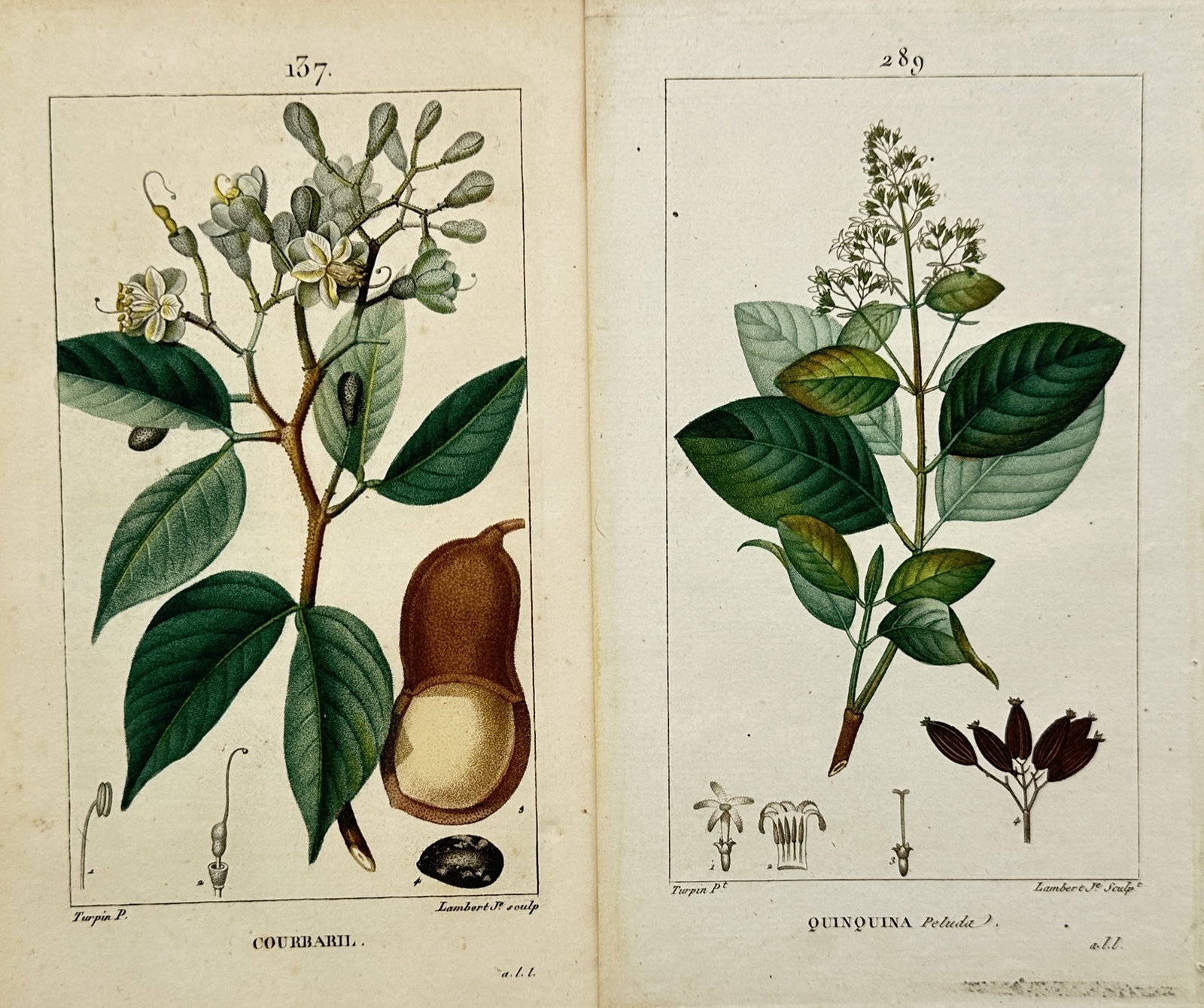 Pierre Jean François Turpin – Set of 2: Medicinal and Tropical Botanical Studies (1 of 2)