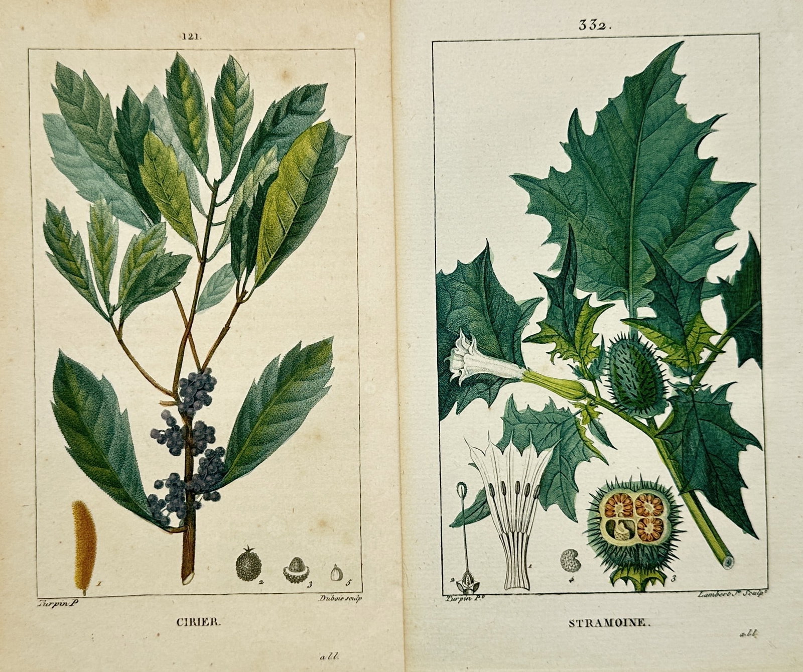 Pierre Jean François Turpin – Set of 2: Wax Myrtle and Jimsonweed Botanical Studies: "Flore Medicale" This set of two hand-colored engravings presents detailed botanical examinations of medicinal plants, focusing on their leafy branches, developing seed pods, and flowering structures.