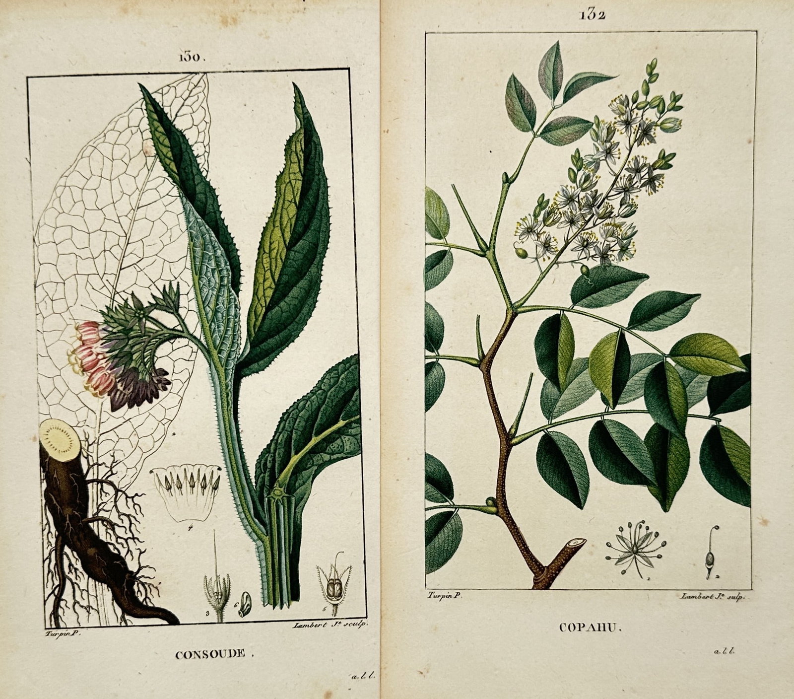 Pierre Jean François Turpin – Set of 2: Comfrey and Copaiba Botanical Studies (1 of 2)