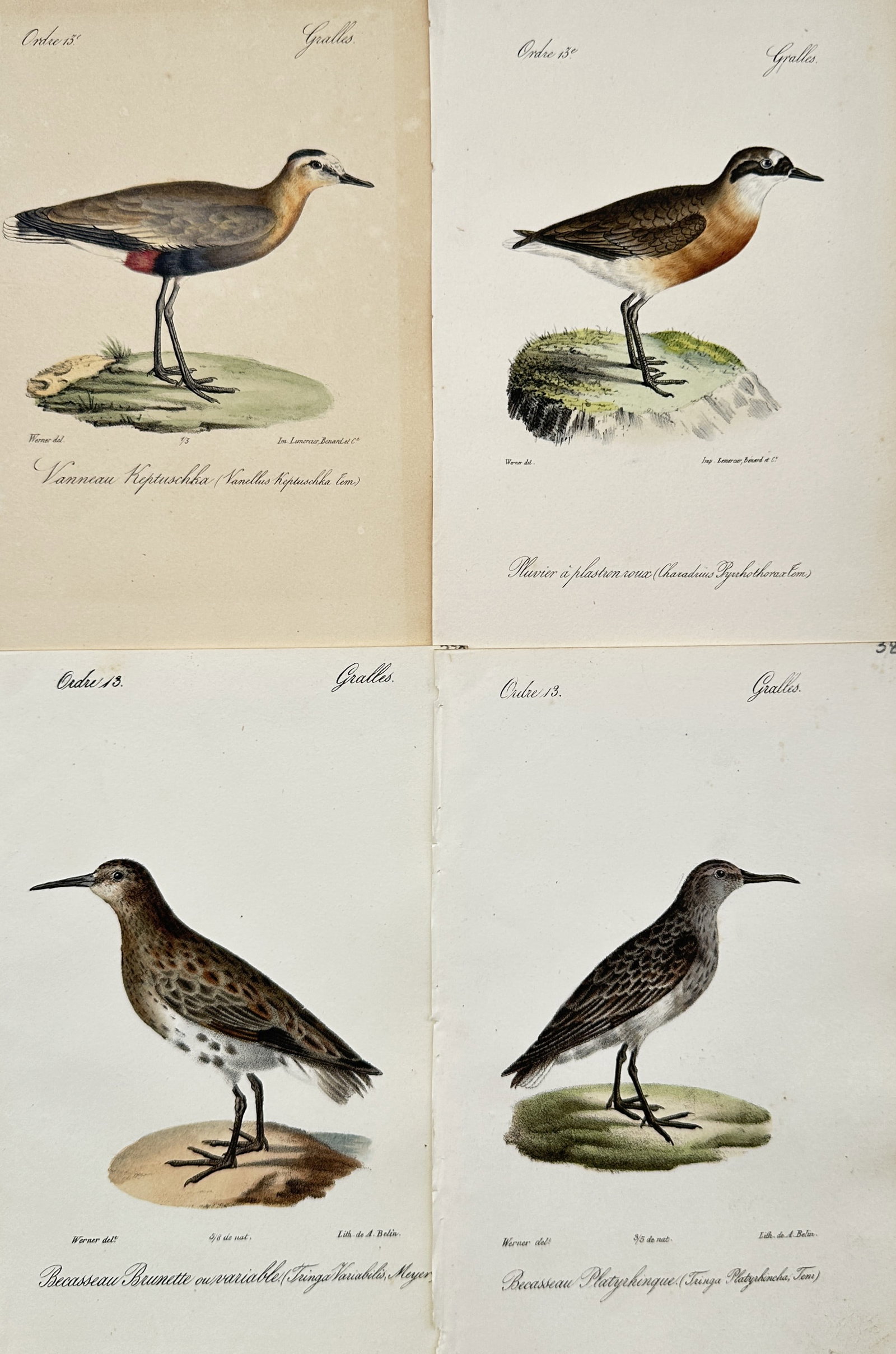 Jean Charles Werner – Set of 4: Shorebirds and Waders – Lithographs (19th Century): "Atlas of European Birds" This set of four lithographs illustrates various species of shorebirds and wading birds standing on small grassy mounds, showcasing their distinctive plumage patterns and spe