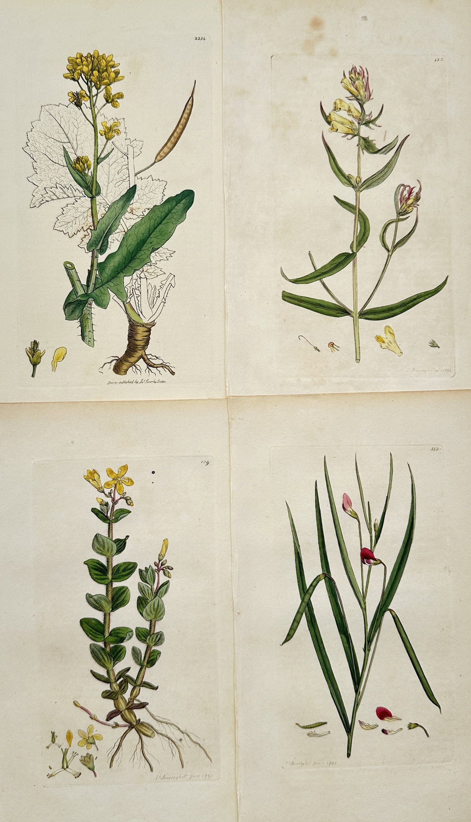 James Sowerby – Set of 4: English Wildflower Botanical Studies – Hand-Colored Engravings (1 of 2)