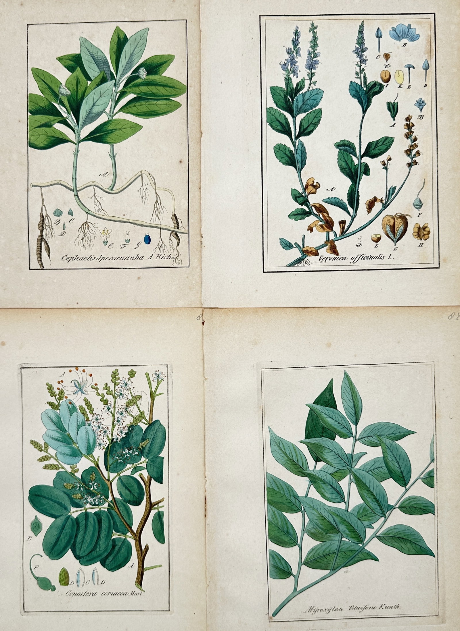 Jacob Sturm – Set of 4: Ipecacuanha and Speedwell Medicinal Specimens (1 of 2)