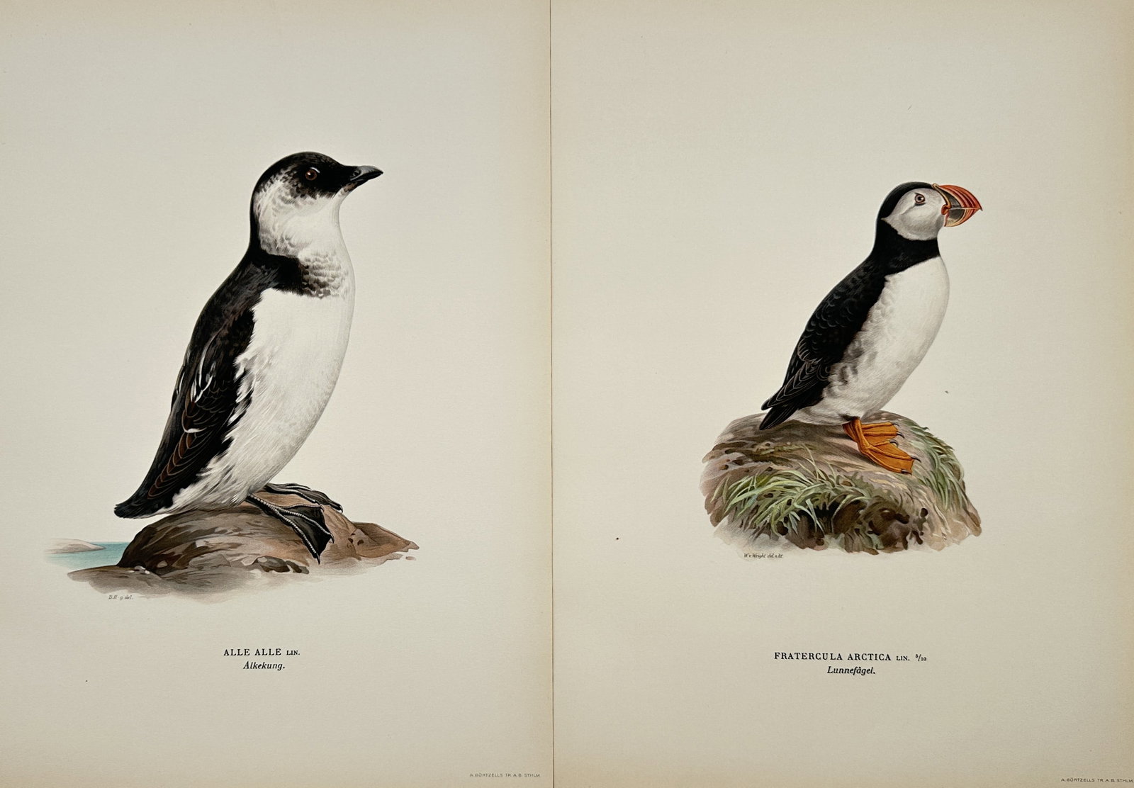 Magnus von Wright – Set of 2: Little Auk and Atlantic Puffin Studies – Lithographs (1920s): "Svenska Fåglar Efter Naturen Och På Sten Ritade" This set of two lithographs showcases detailed zoological portraits of northern seabirds, depicting them perched in profile upon coastal rocks again