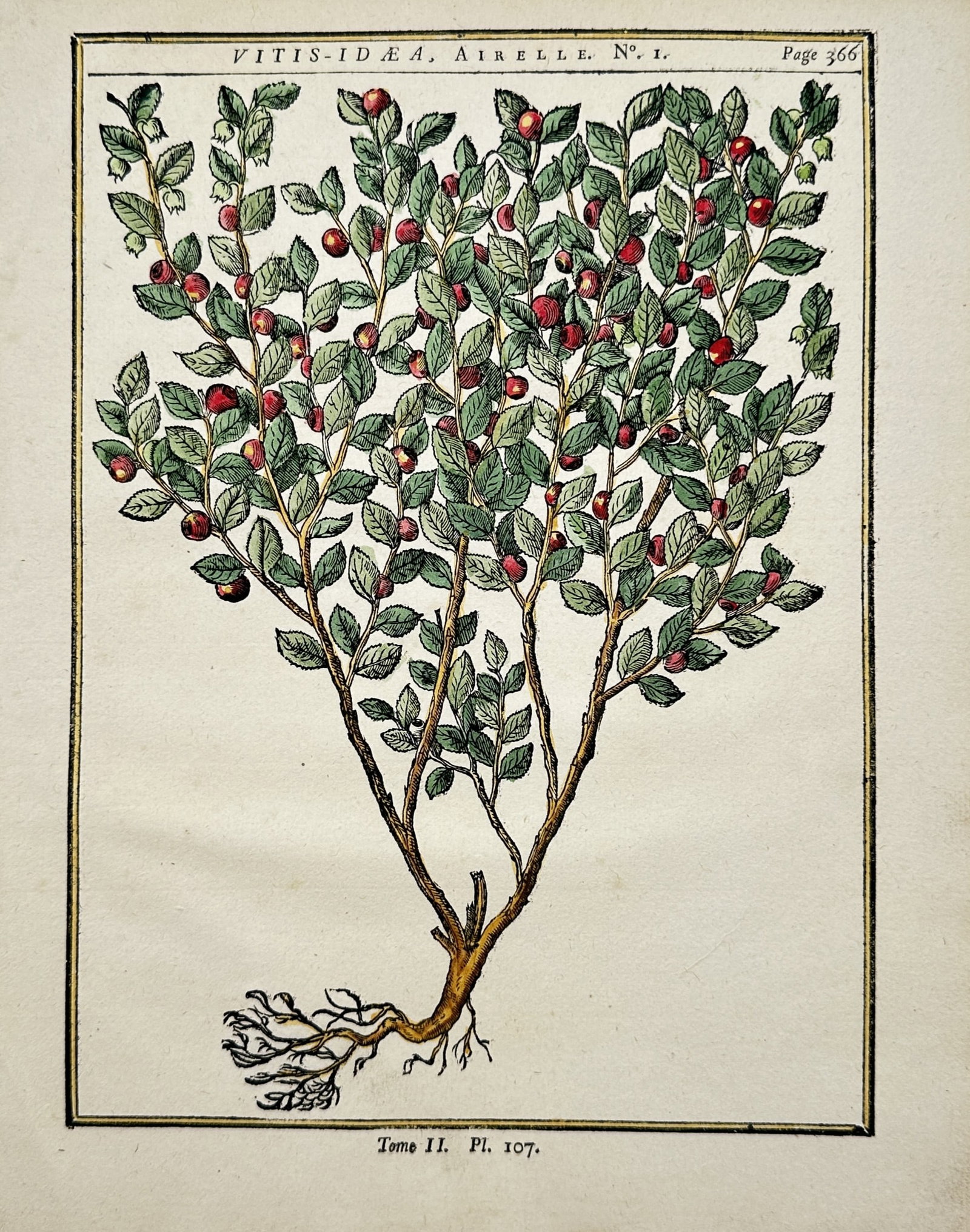 Henri-Louis Duhamel du Monceau – Botanical Study of a Lingonberry Shrub: "Vitis-Idaea, Bilberry" depicts a whole botanical specimen of a wild fruiting shrub complete with its root structure, dense green leaves, and ripe red berries. Published in Paris in 1755 for the compr