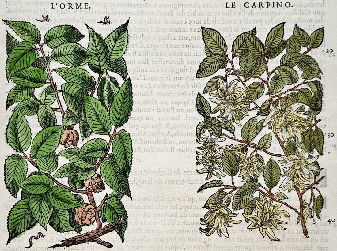 Pietro Andrea Mattioli – Botanical Study of Elm and Hornbeam – Hand-Colored Woodcut: "The Elm and Hornbeam" illustrates two botanical specimens depicting the foliage and catkins of the elm and European hornbeam alongside French Renaissance commentary on Dioscorides. Published in Lyon 