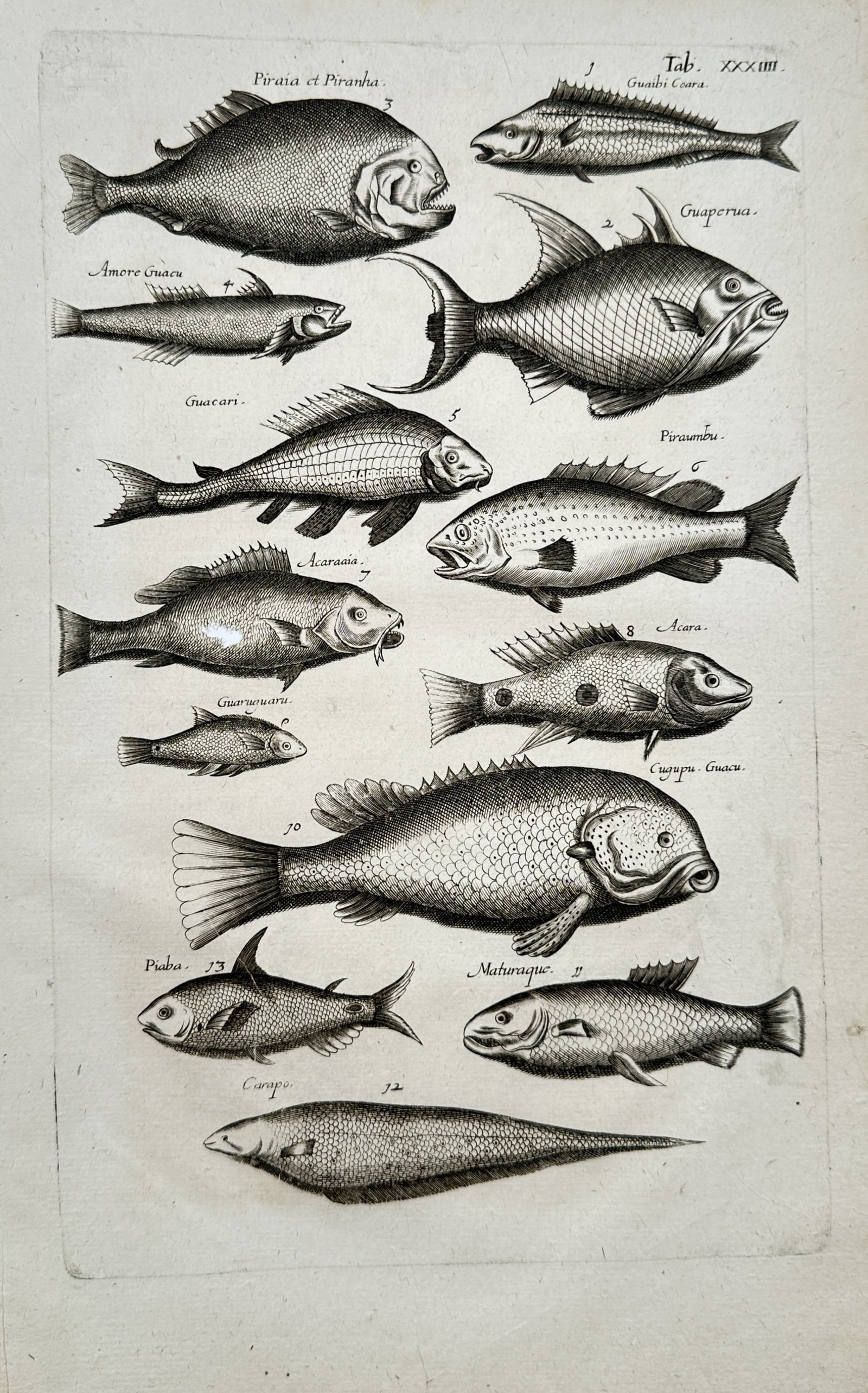 John Jonston – Ichthyological Study of South American and Exotic Fishes – Engraving (17th (1 of 2)