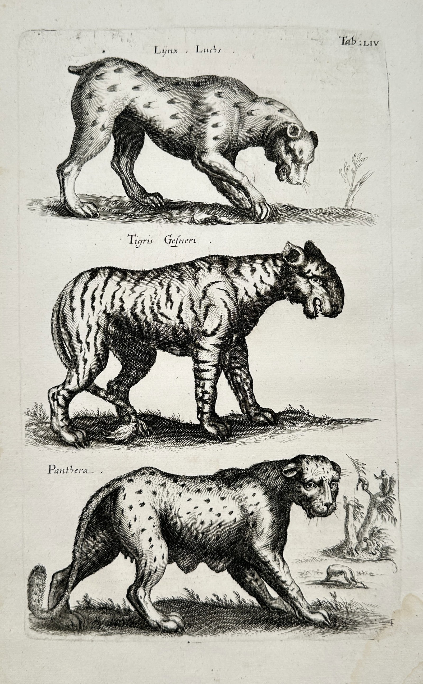 John Jonston – Zoological Studies of Lynx, Tiger, and Panther – Engraving (17th Century) (1 of 2)