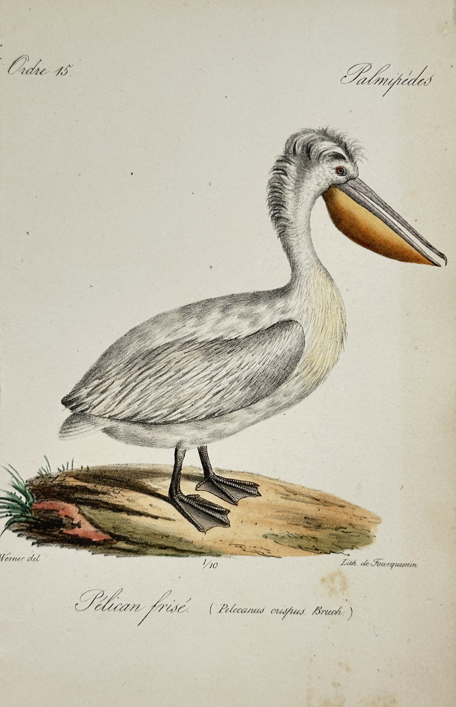 Jean-Charles Werner – Ornithological Study of the Dalmatian Pelican – Lithograph (19th Century) (1 of 2)