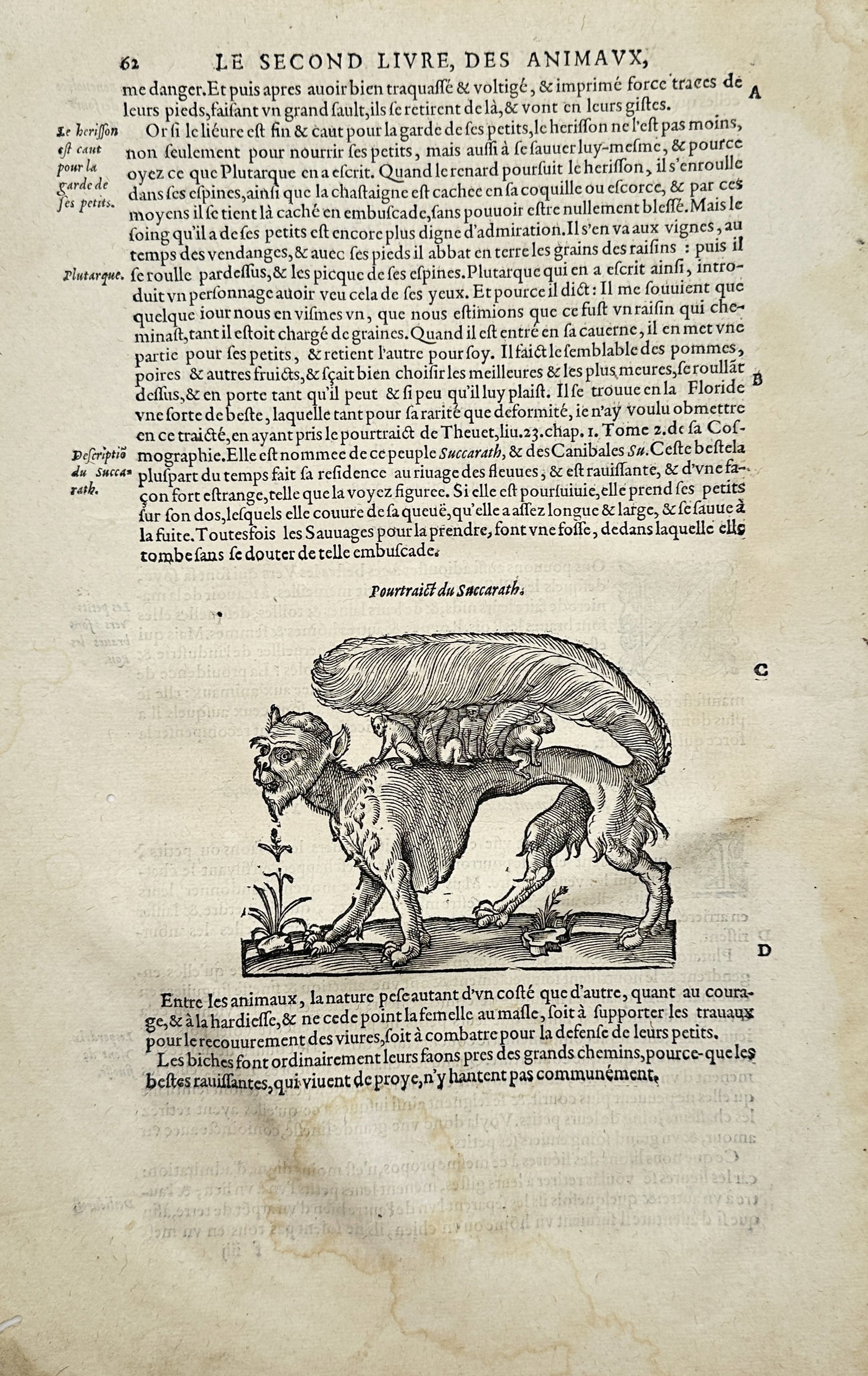 Ambroise Paré – Portrait of the Mythical Succarath – Engraving (16th Century): "Portrait of the Succarath" illustrates the legendary creature known as the succarath sheltering its young beneath its broad tail in an outdoor landscape setting. The illustrated leaf includes surroun