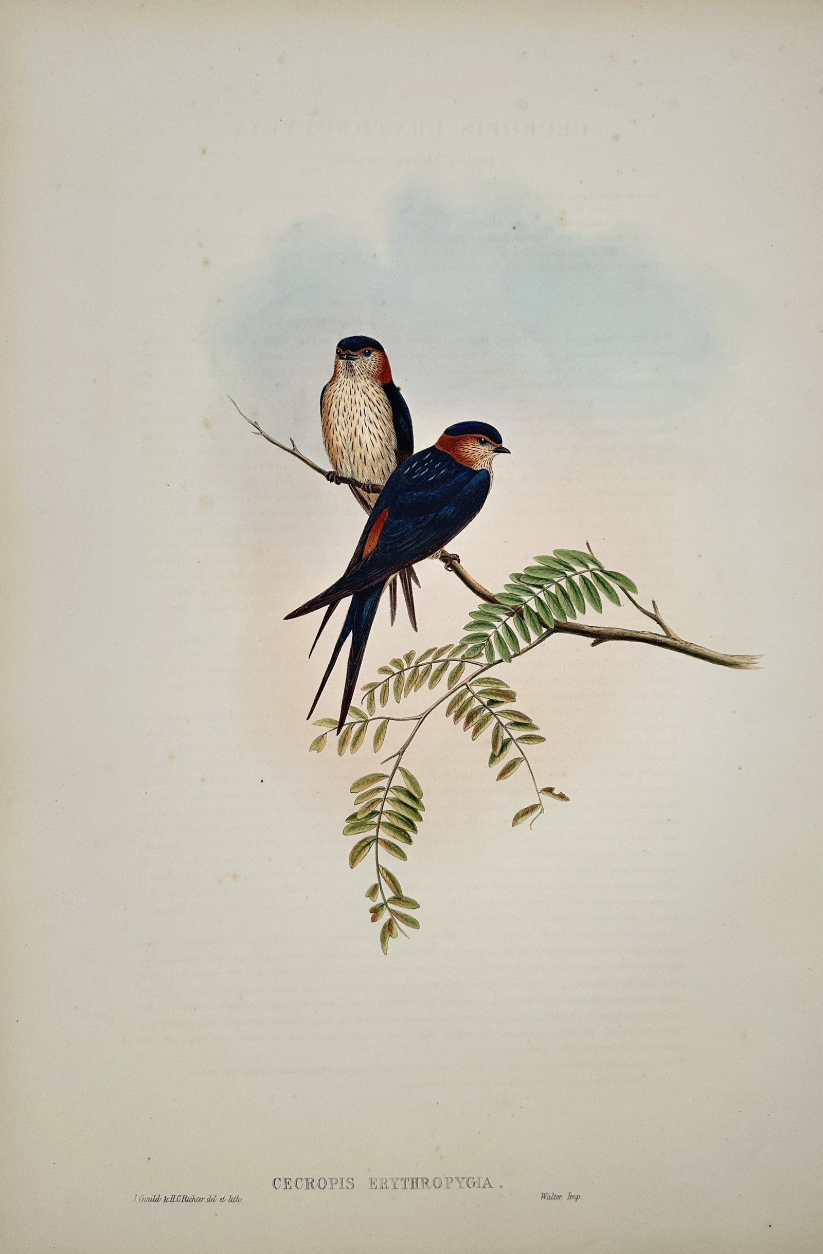 John Gould and Henry Constantine Richter – Red-Rumped Swallow Pair – Lithograph (19th Century) (1 of 2)